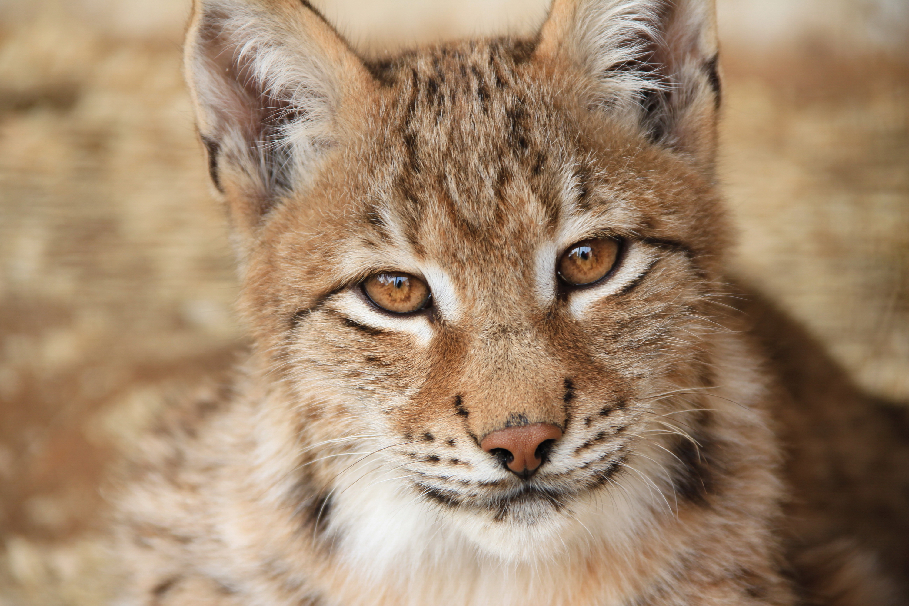 Download mobile wallpaper Cats, Animal, Lynx for free.