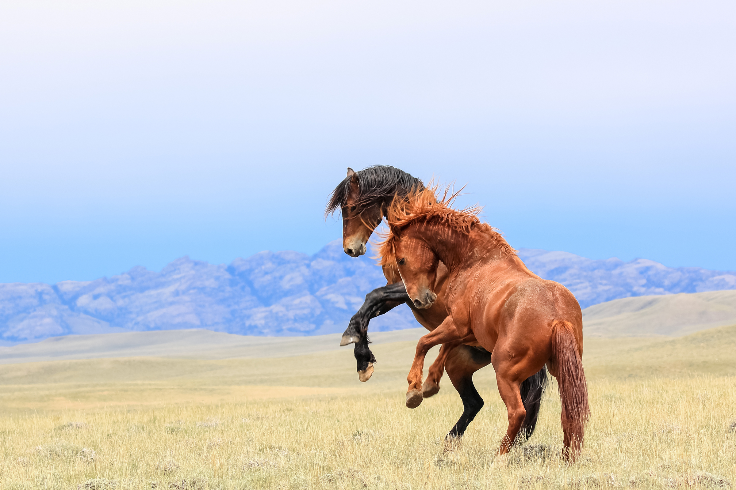 Free download wallpaper Landscape, Animal, Horse on your PC desktop