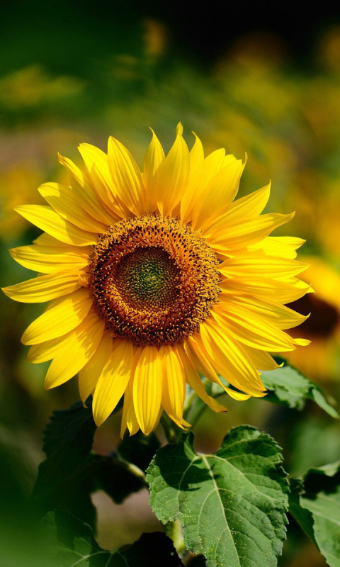 Descarga gratuita de fondo de pantalla para móvil de Flores, Flor, Girasol, Tierra/naturaleza.