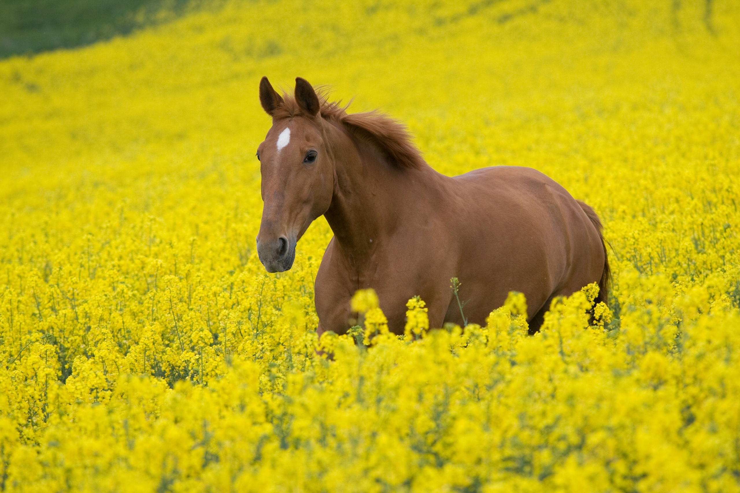 horse, landscape, animals, nature, flowers, field, stroll cellphone