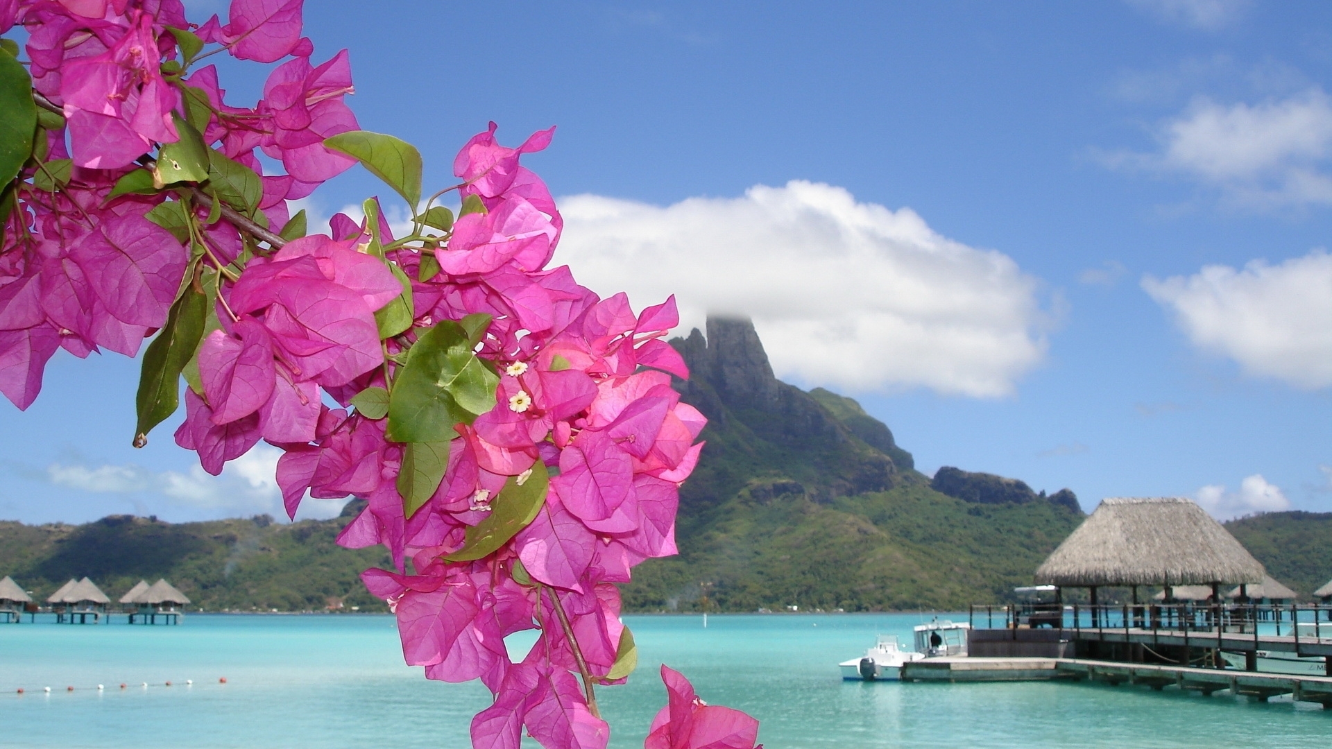 Laden Sie das Sea, Landschaft, Blumen, Pflanzen-Bild kostenlos auf Ihren PC-Desktop herunter
