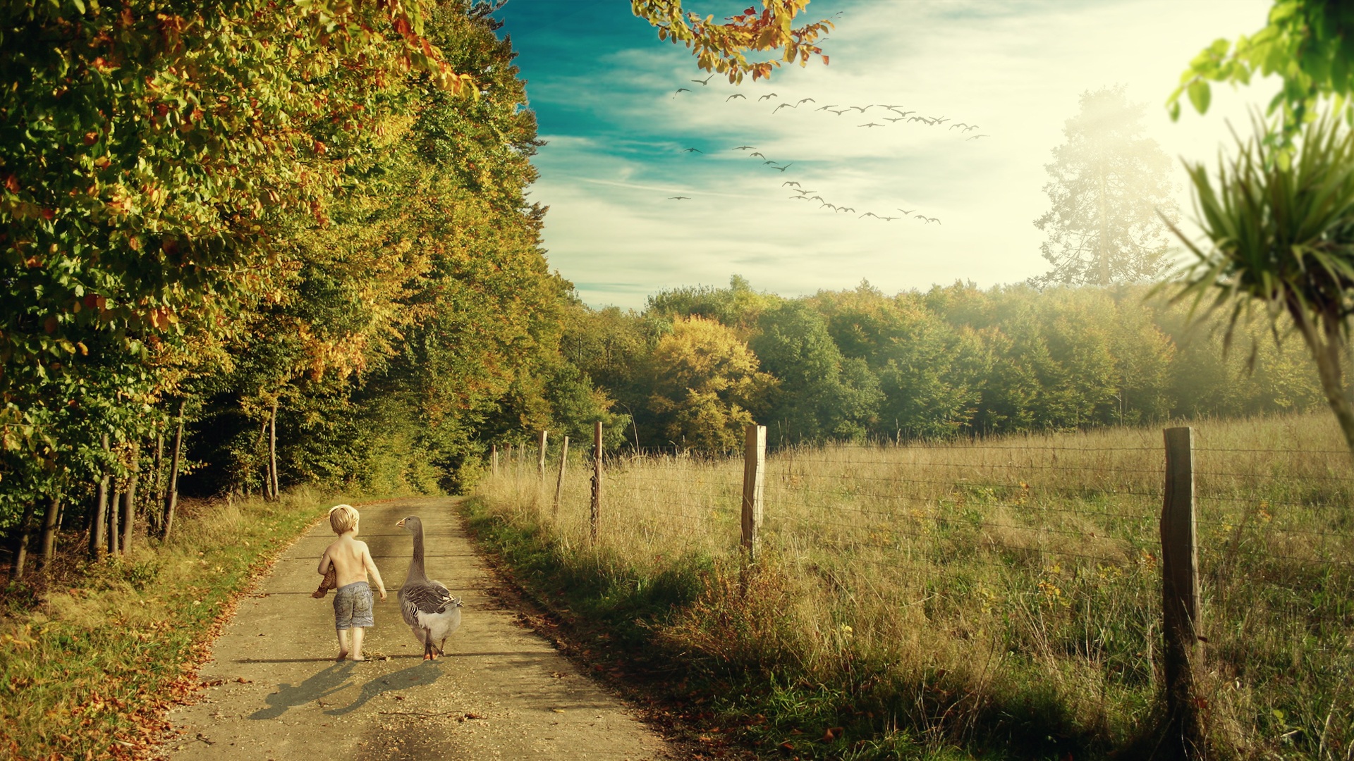 Download mobile wallpaper Road, Tree, Path, Fence, Child, Photography, Goose, Manipulation for free.