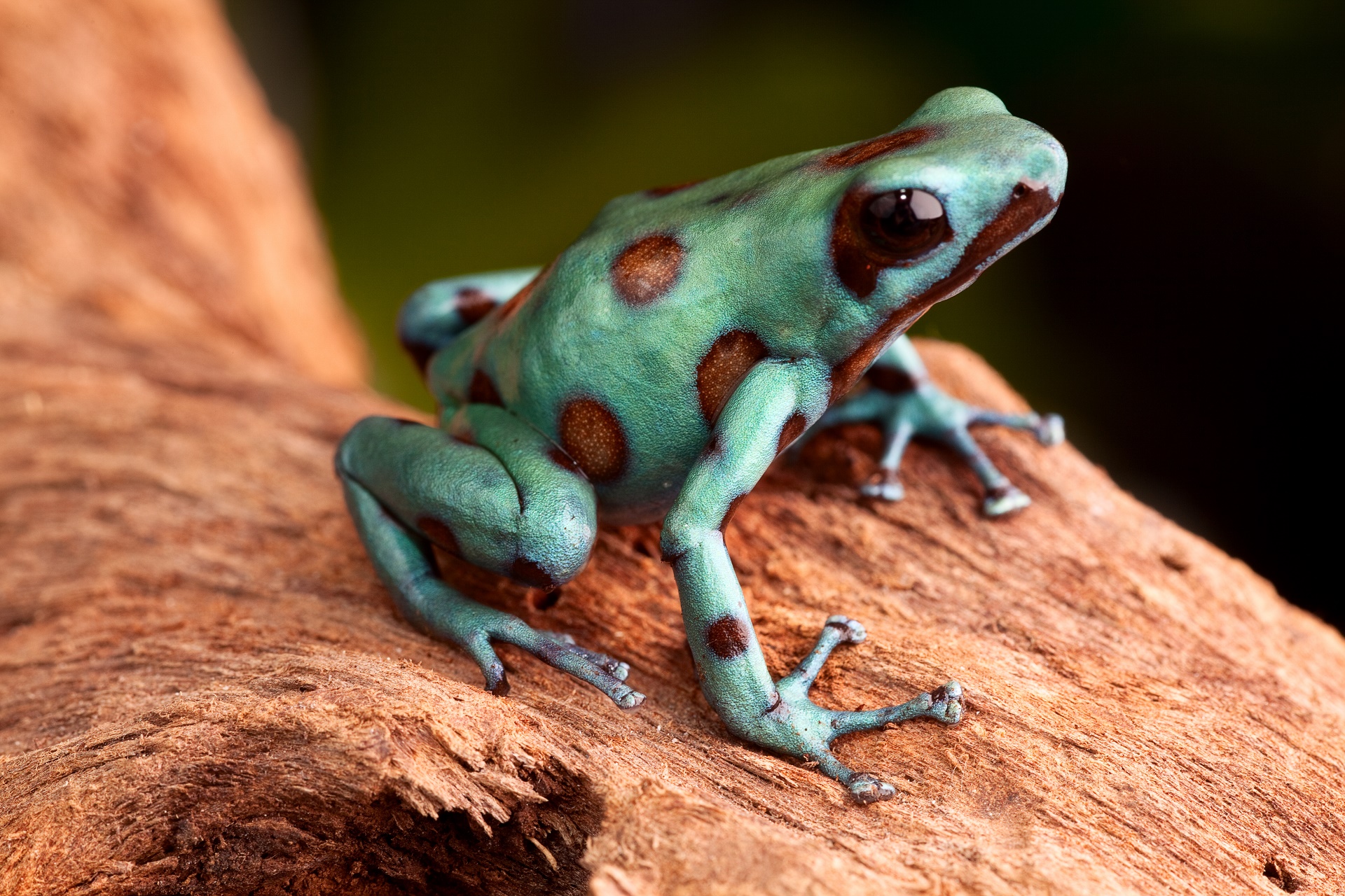 Free download wallpaper Frogs, Animal, Poison Dart Frog on your PC desktop