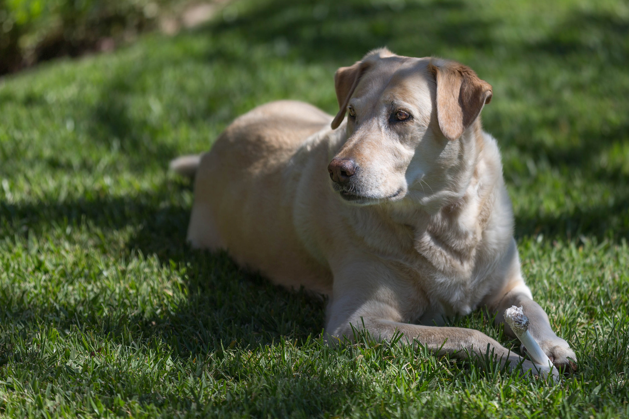 Handy-Wallpaper Labrador, Hunde, Tiere kostenlos herunterladen.
