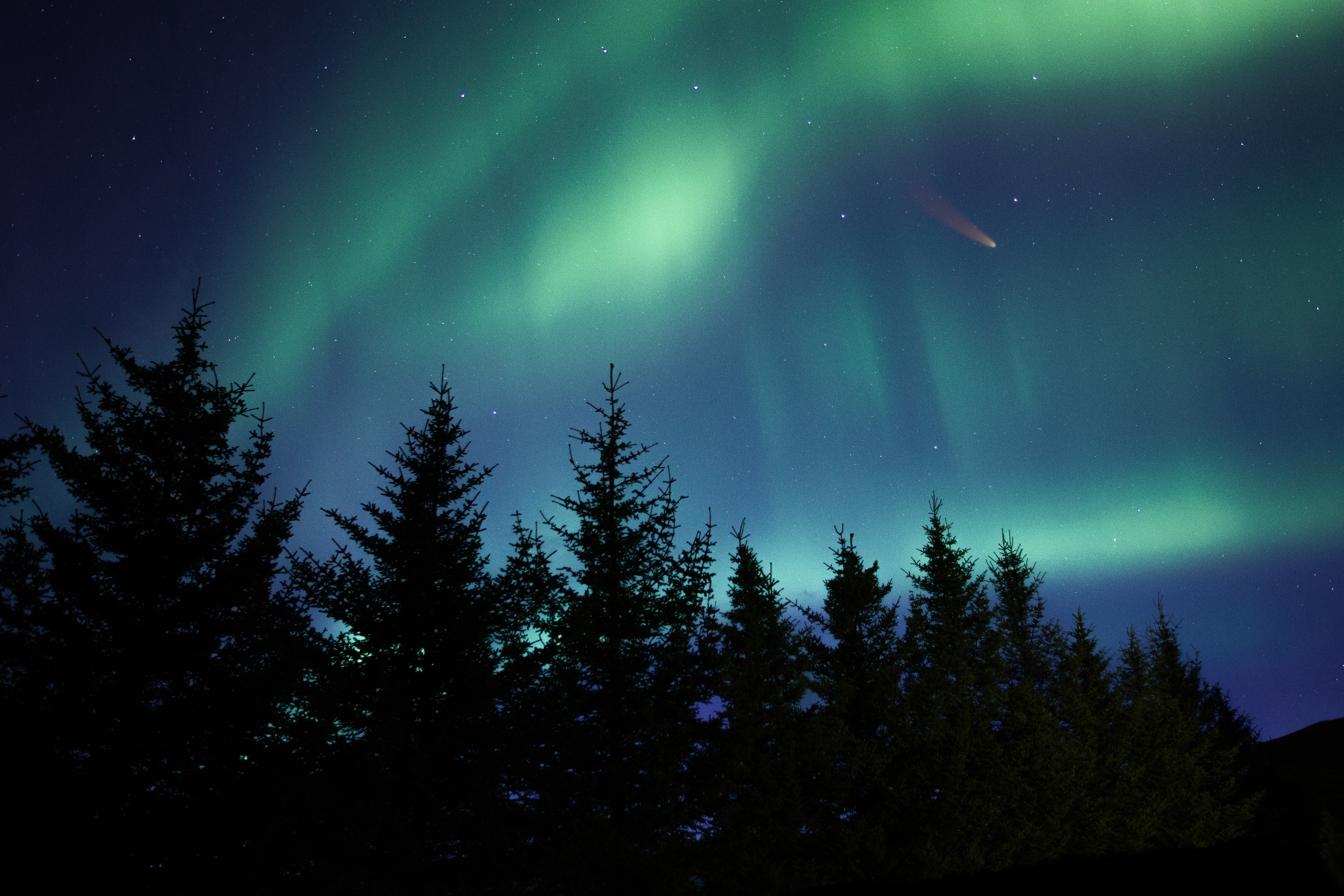 127597 Hintergrundbild herunterladen aurora borealis, natur, bäume, übernachtung, fichte, fir, nordlichter - Bildschirmschoner und Bilder kostenlos
