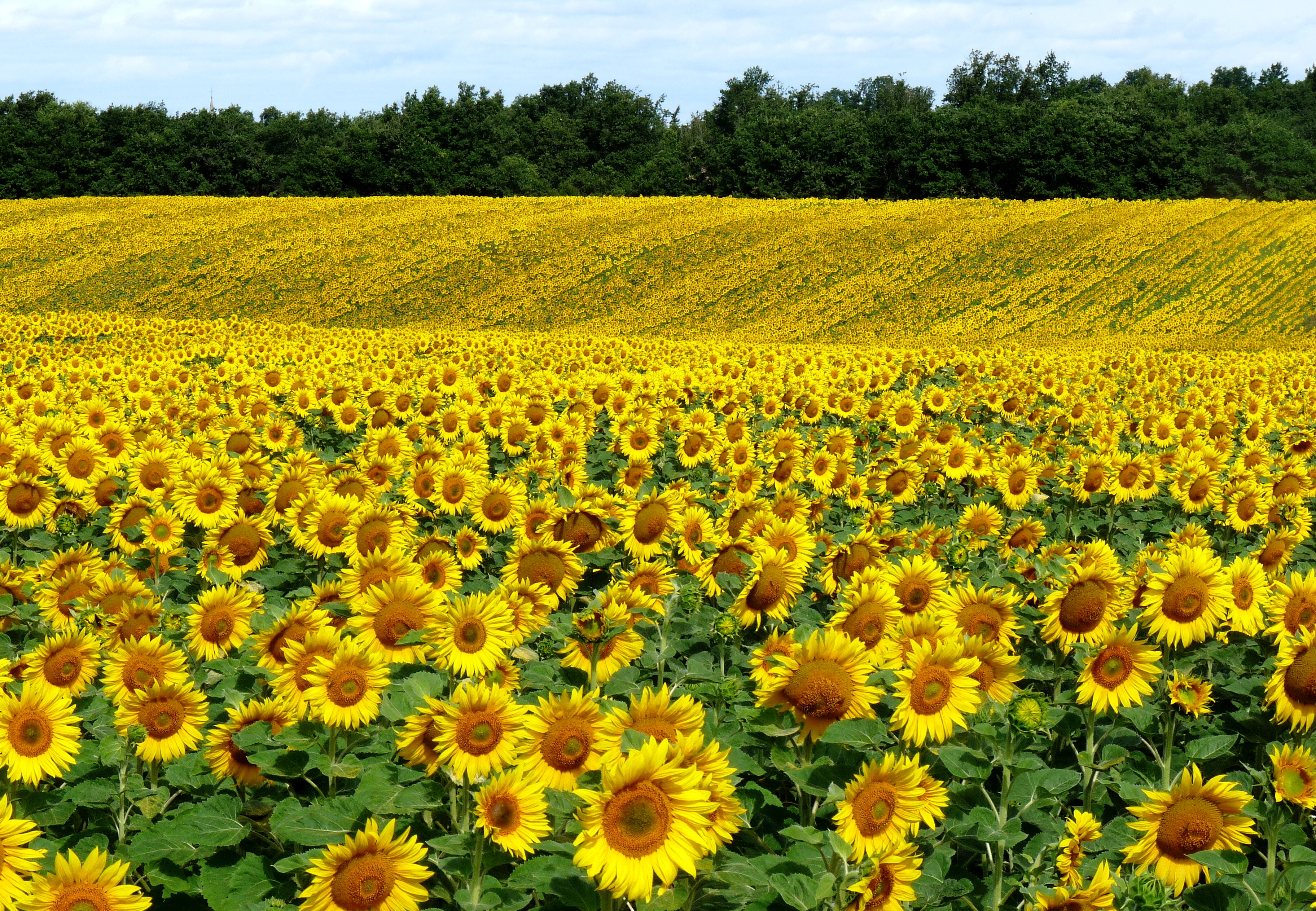 Download background summer, nature, landscape, sunflowers, field