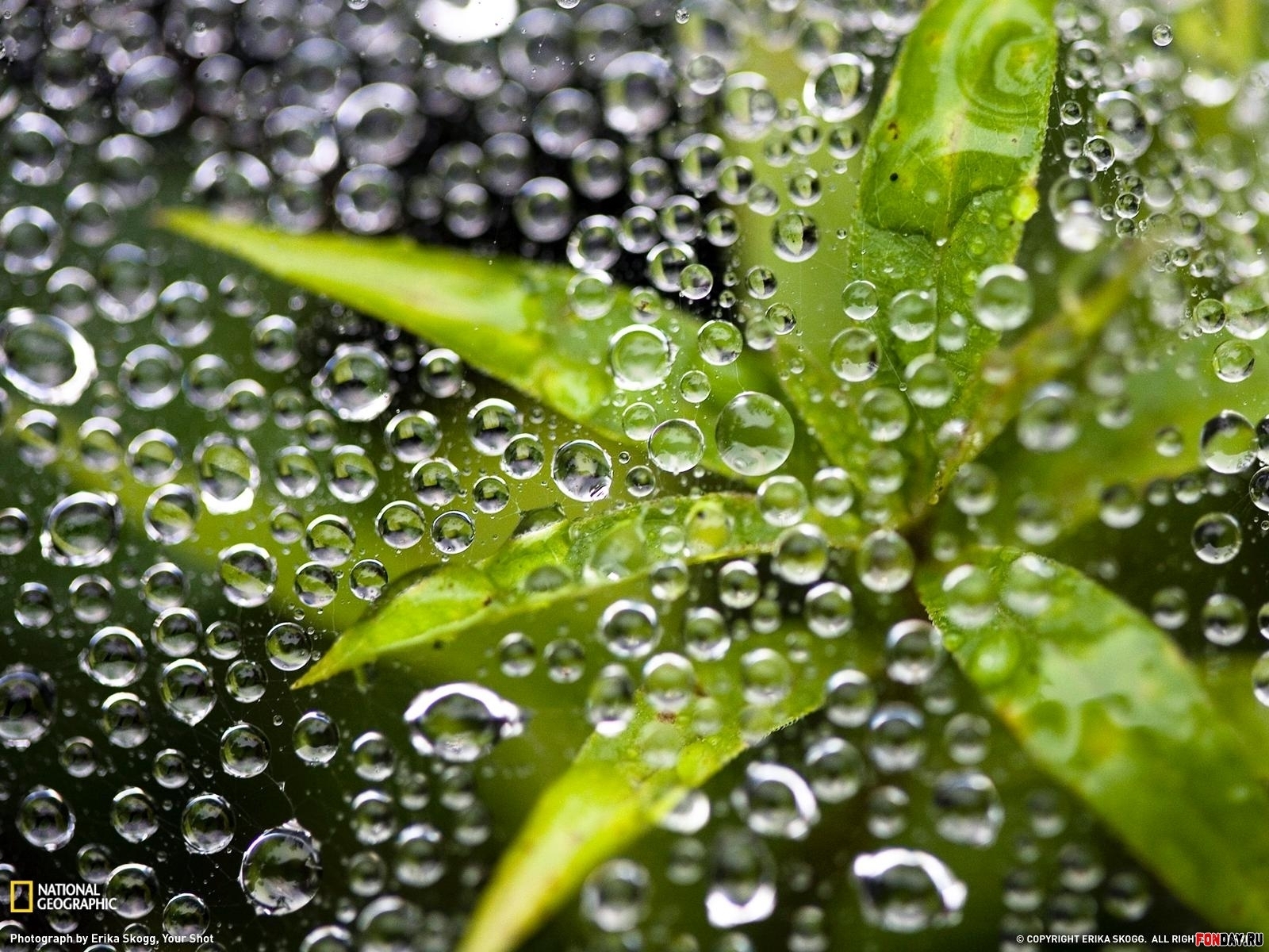 Download mobile wallpaper Plants, Leaves, Water, Bubbles for free.