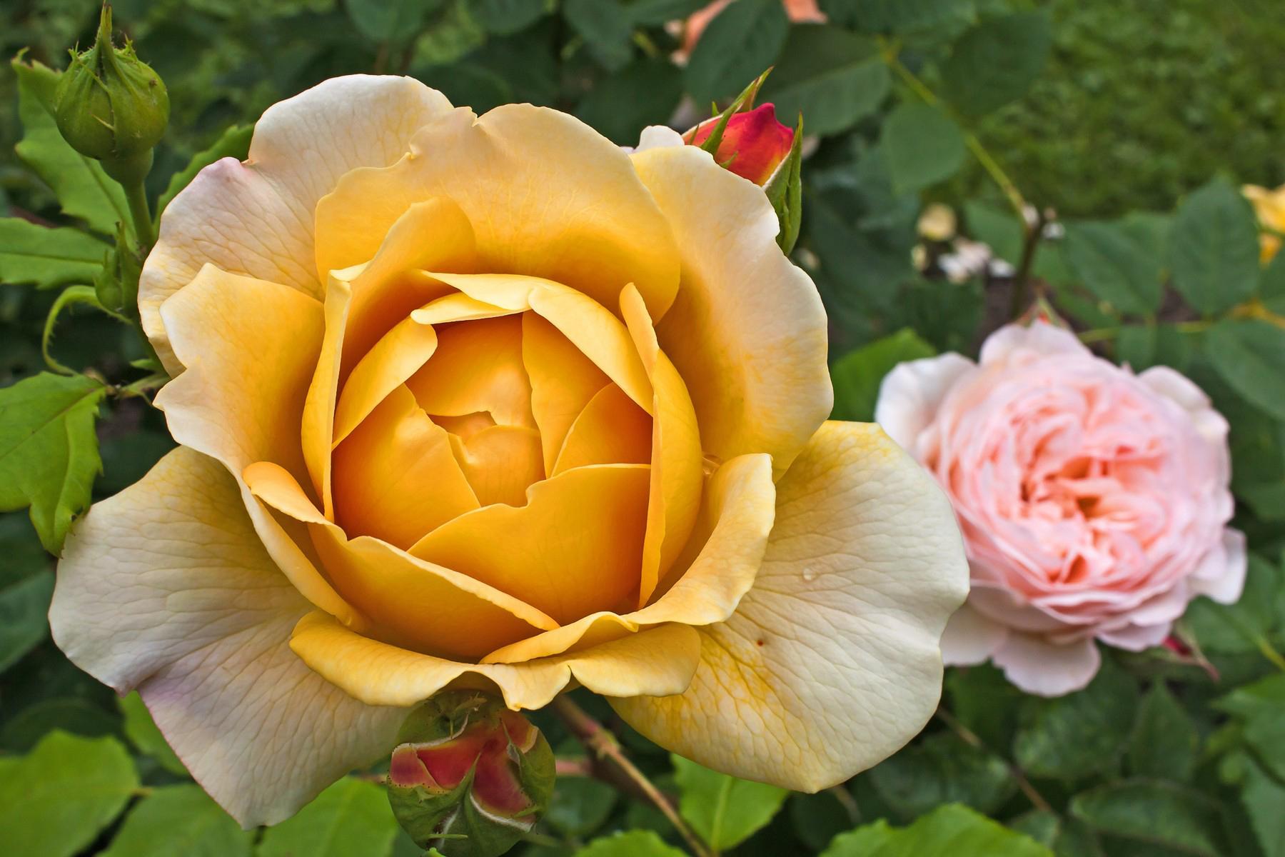 Descarga gratuita de fondo de pantalla para móvil de Flores, Rosa, Flor, Tierra/naturaleza.