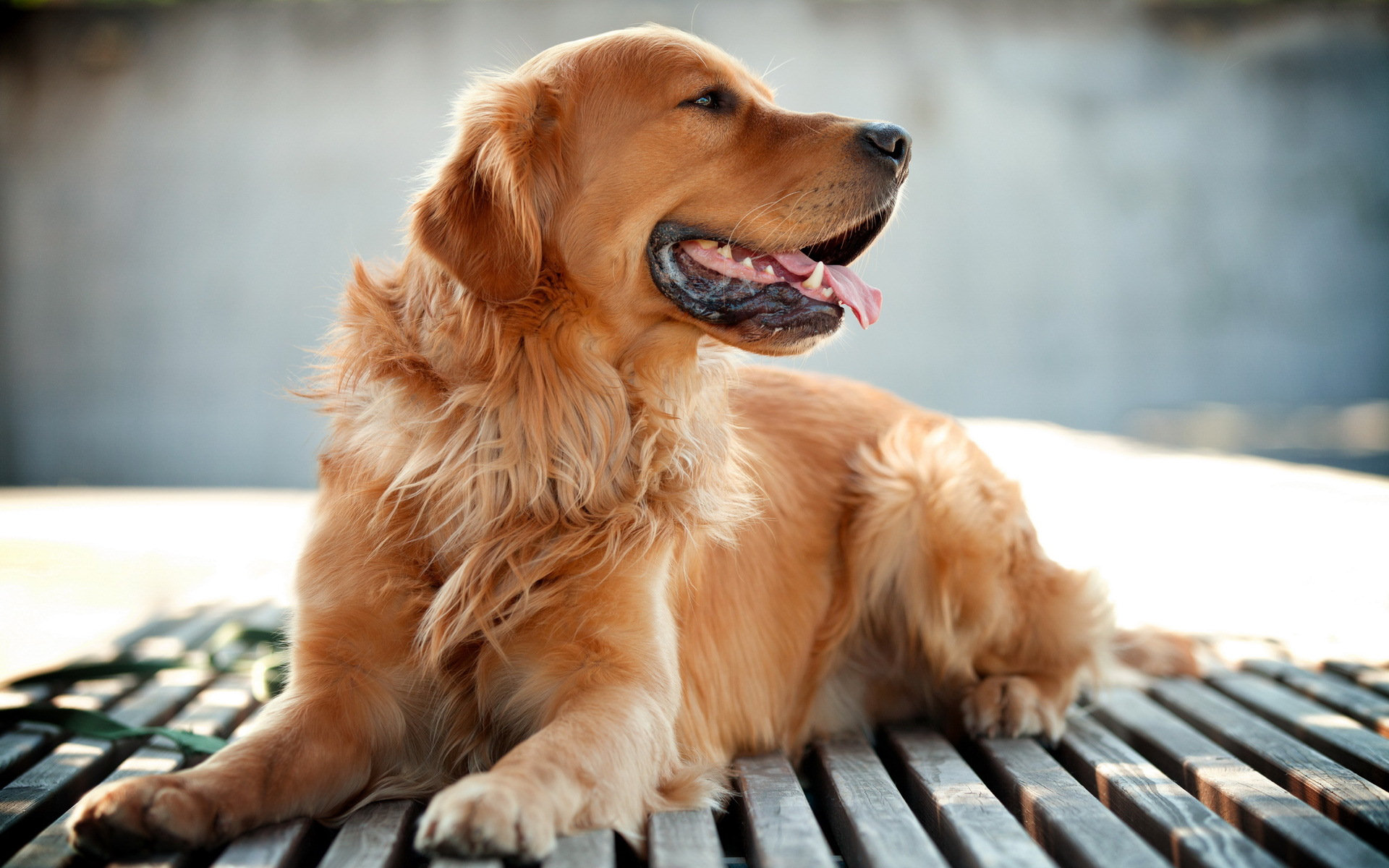 Téléchargez des papiers peints mobile Animaux, Golden Retriever gratuitement.