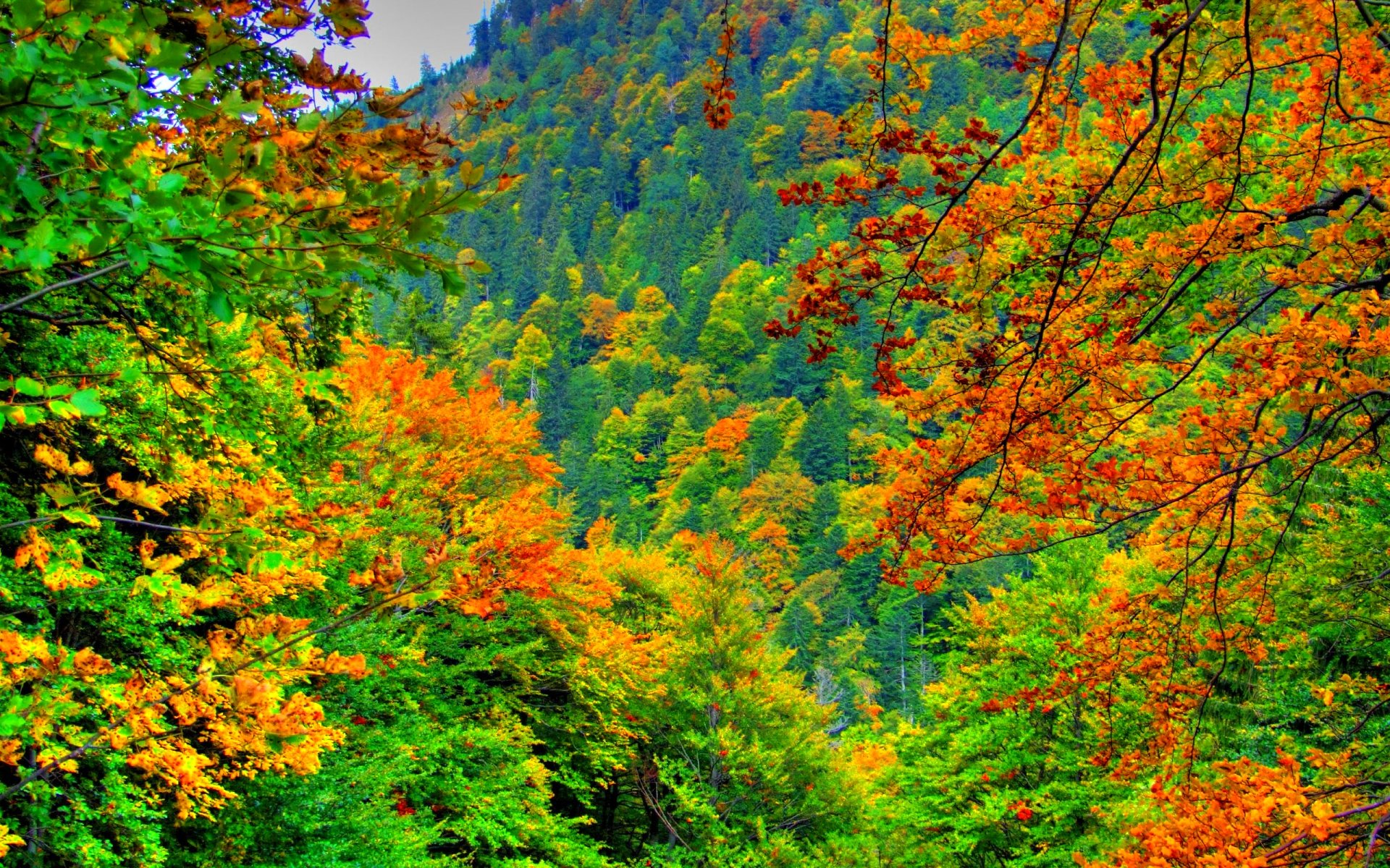 Baixar papel de parede para celular de Outono, Floresta, Árvore, Terra/natureza gratuito.