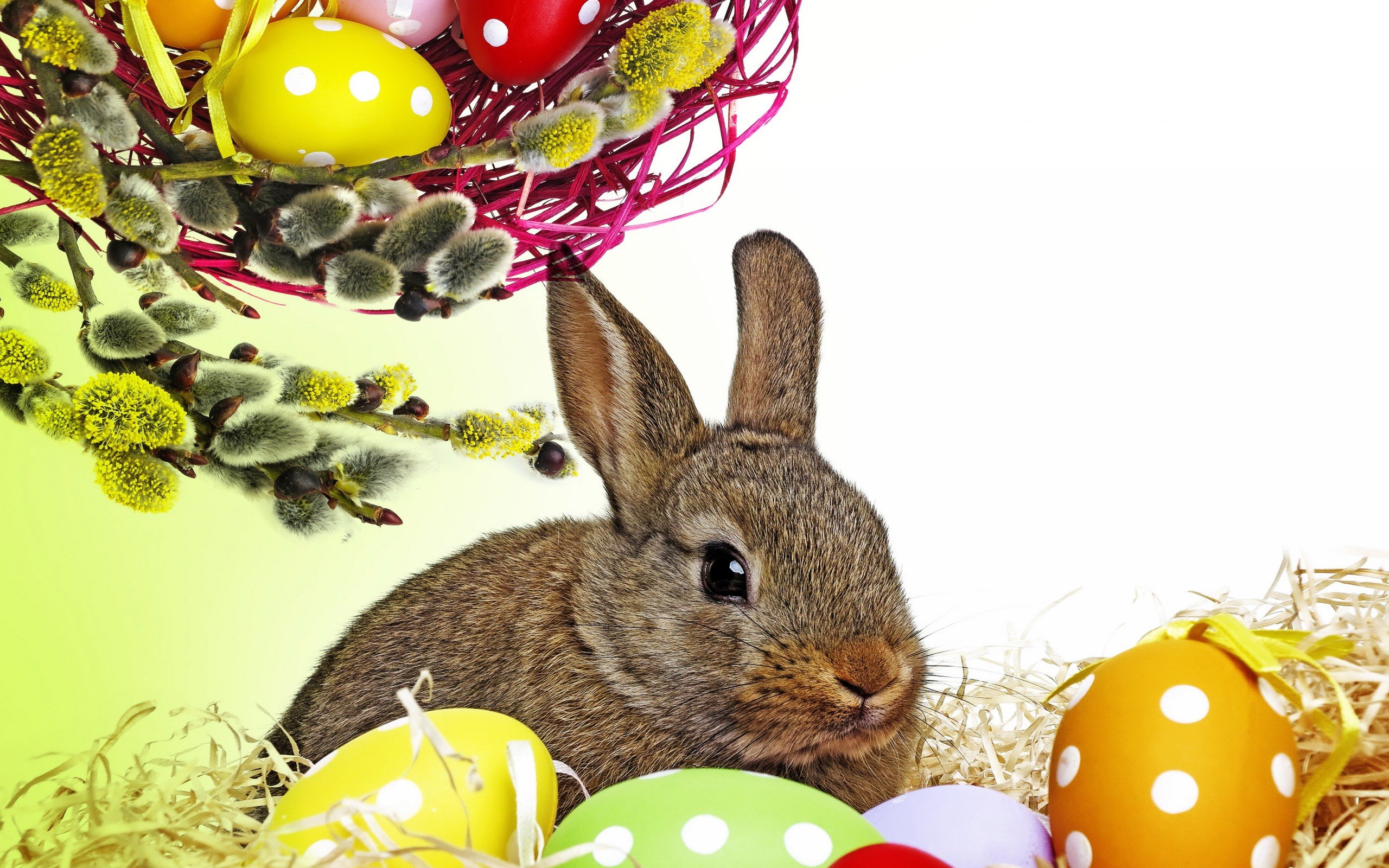 Download mobile wallpaper Easter, Holiday, Rabbit, Egg, Bunny for free.