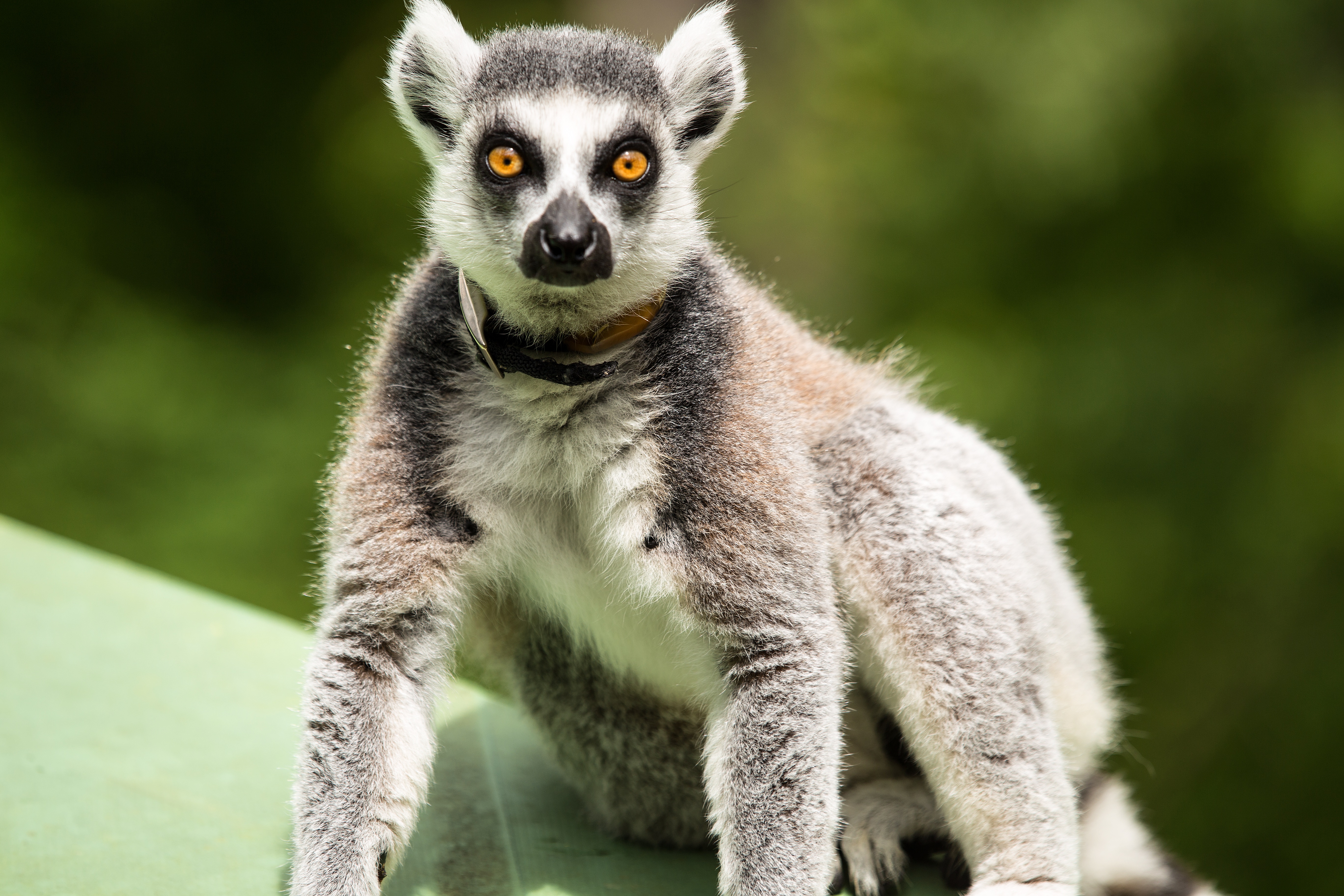 68316 Bild herunterladen tiere, lemur, stehen, stand, überraschung, erstaunen - Hintergrundbilder und Bildschirmschoner kostenlos