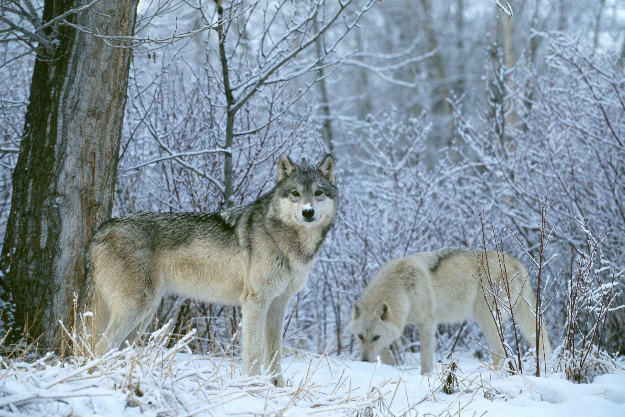 Скачать картинку Животные, Зима, Снег, Волк, Серый Волк, Белый Волк в телефон бесплатно.