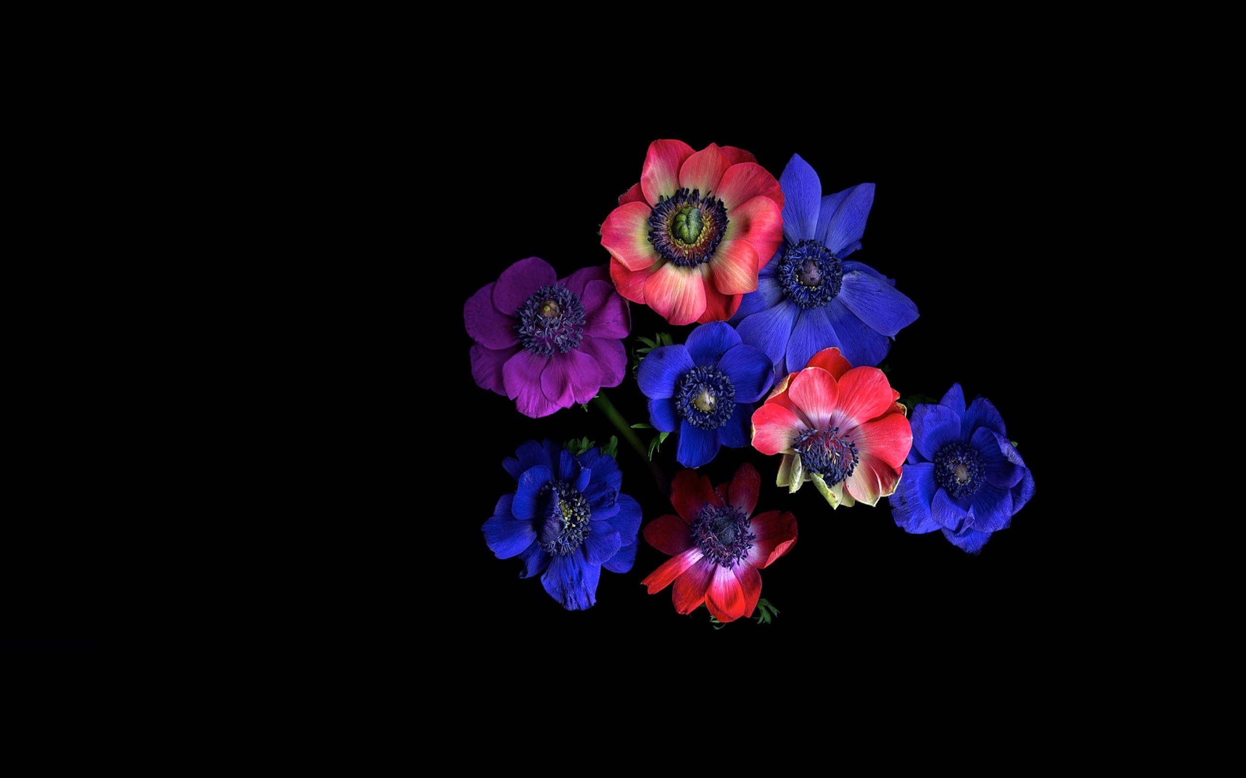 380619壁紙のダウンロード地球, アネモネ, 青い花, 花, 自然, 赤い花, フラワーズ-スクリーンセーバーと写真を無料で