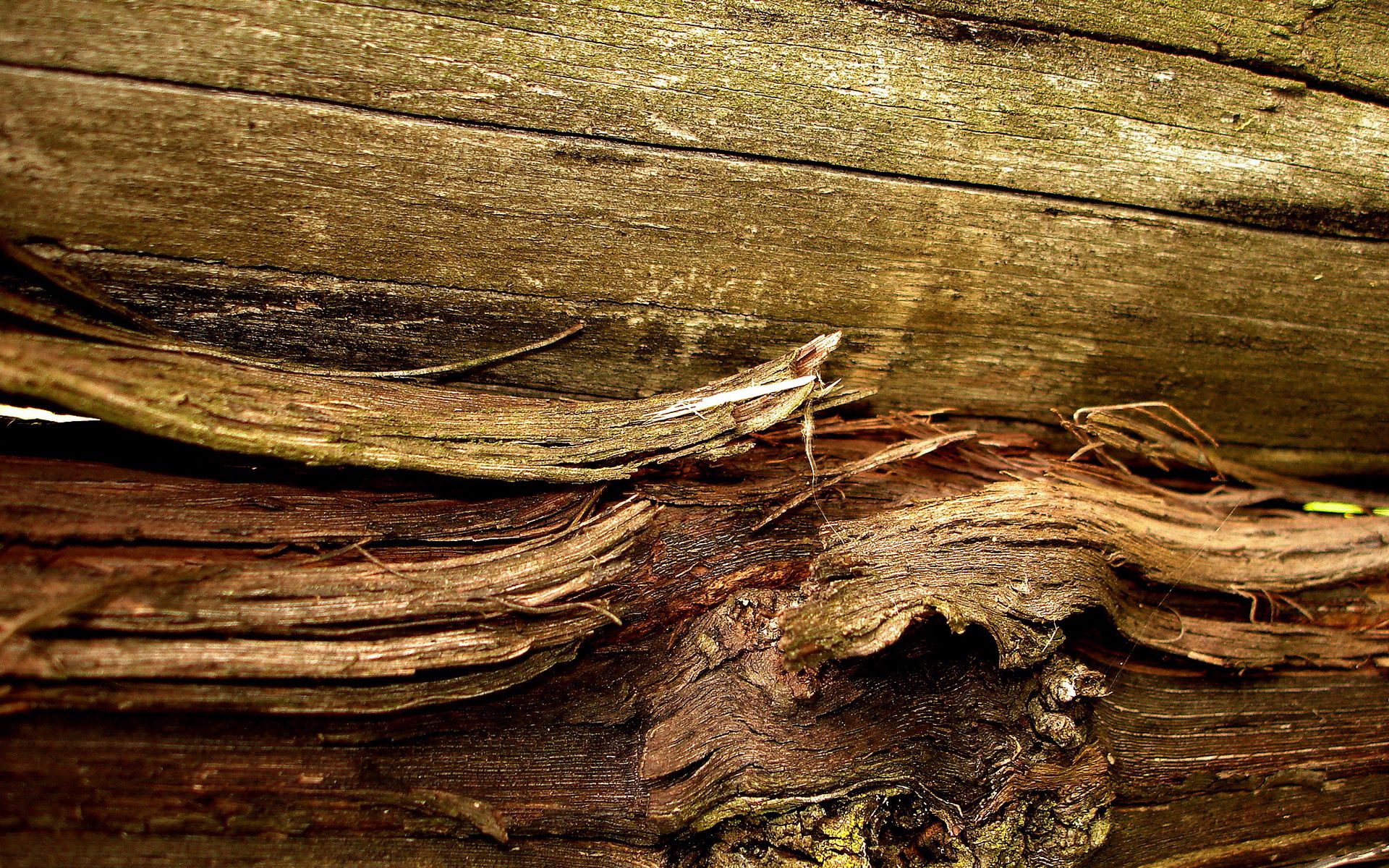 Free download wallpaper Macro, Wood, Bark, Wooden, Surface, Old on your PC desktop
