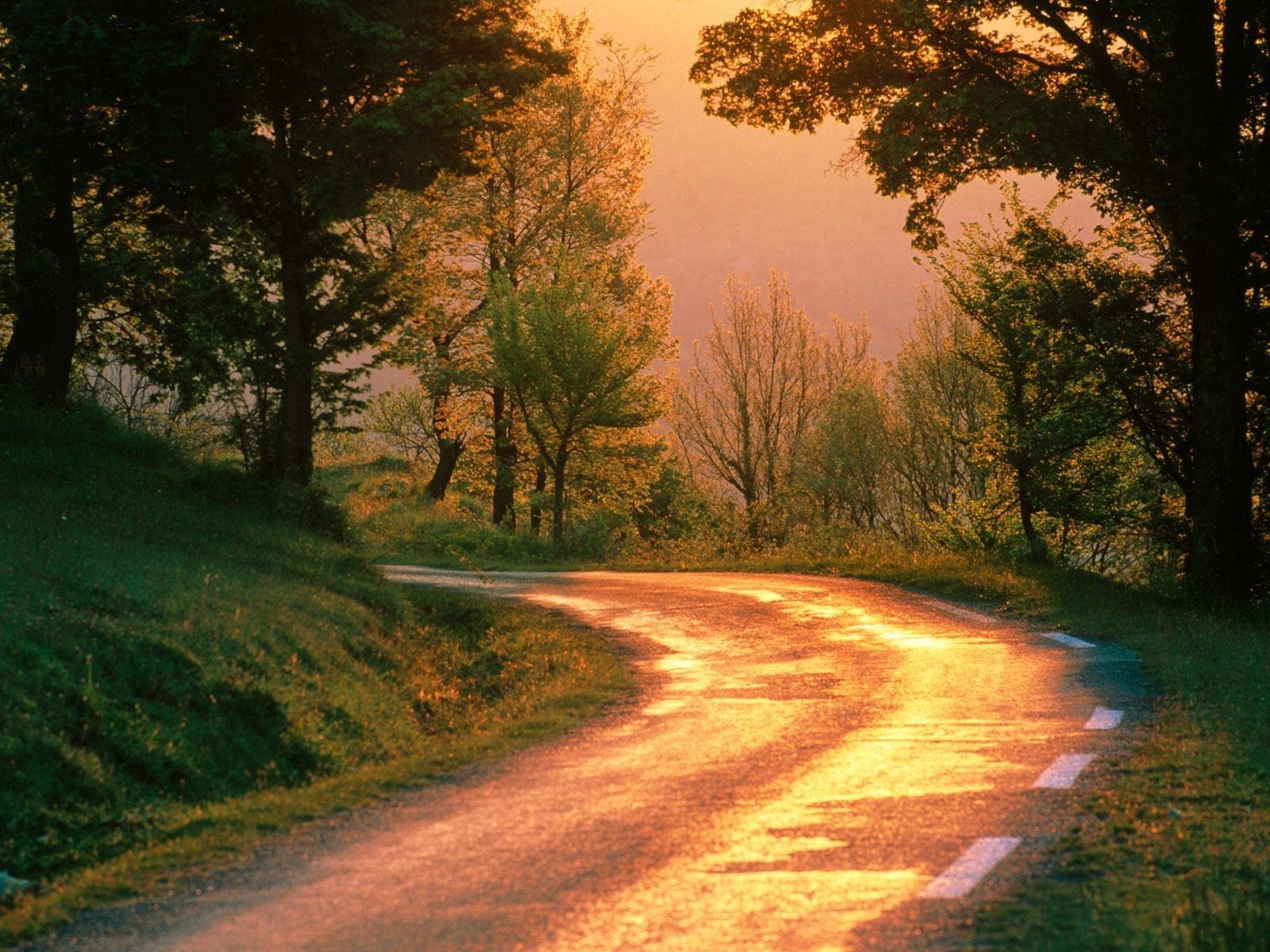 Download mobile wallpaper Morning, Road, Turn, Nature, Forest for free.