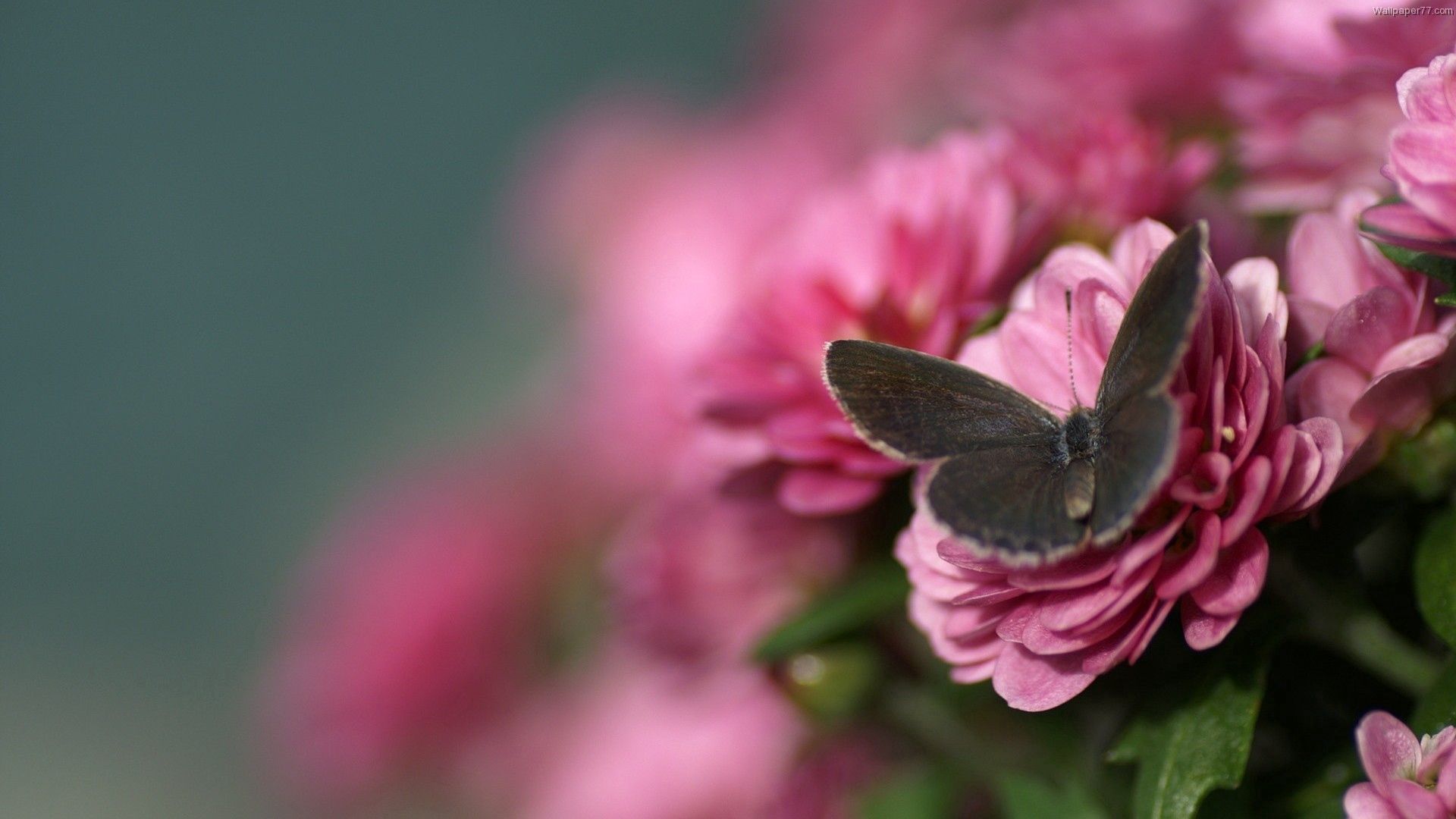Laden Sie das Makro, Flug, Blume, Schön, Schmetterling-Bild kostenlos auf Ihren PC-Desktop herunter