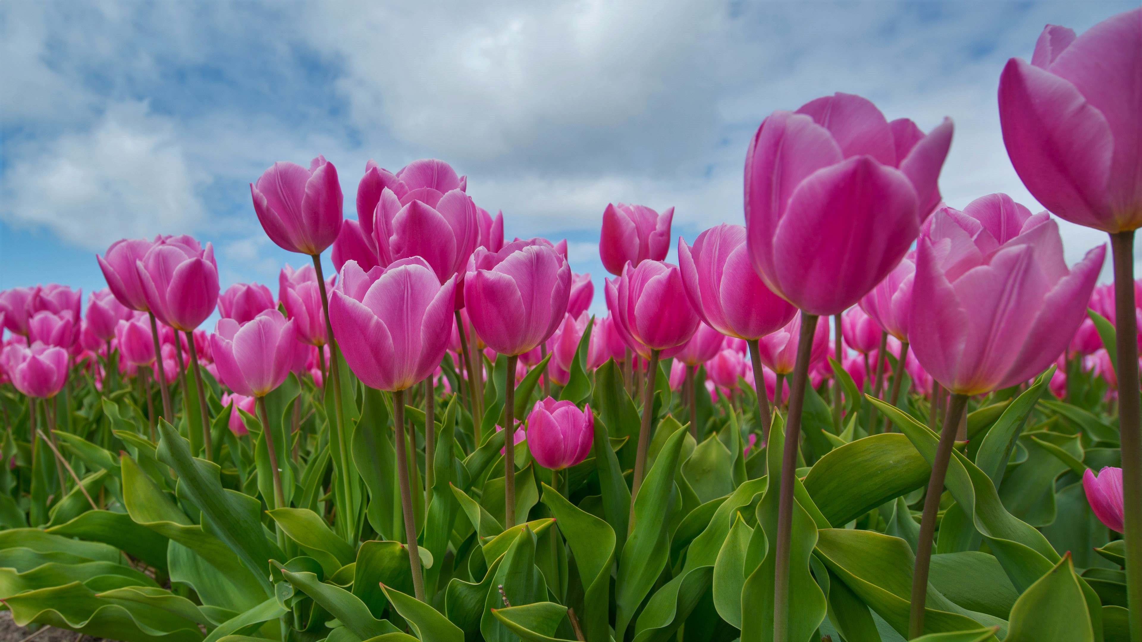 Téléchargez gratuitement l'image Fleurs, Été, Fleur, Fermer, Feuille, Tulipe, Terre/nature, Fleur Rose sur le bureau de votre PC