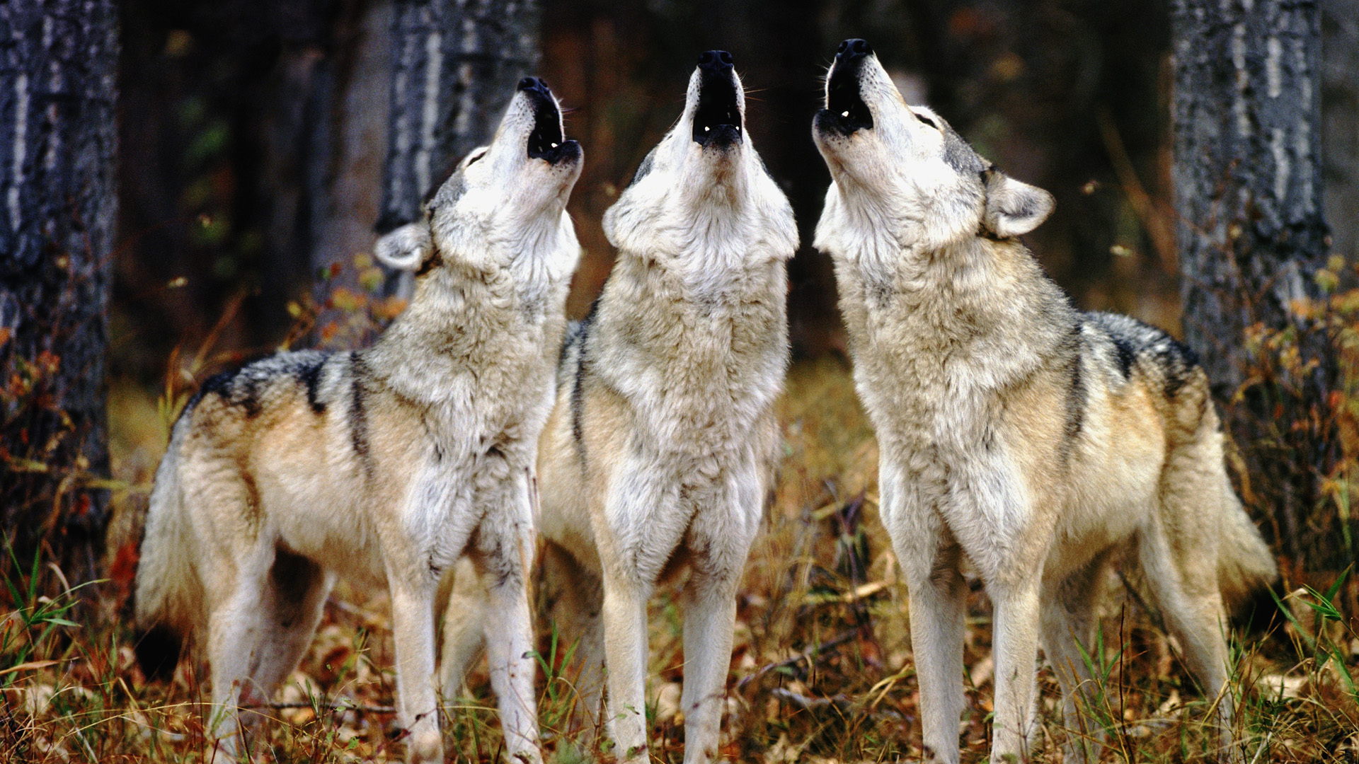 Téléchargez des papiers peints mobile Animaux, Loup gratuitement.