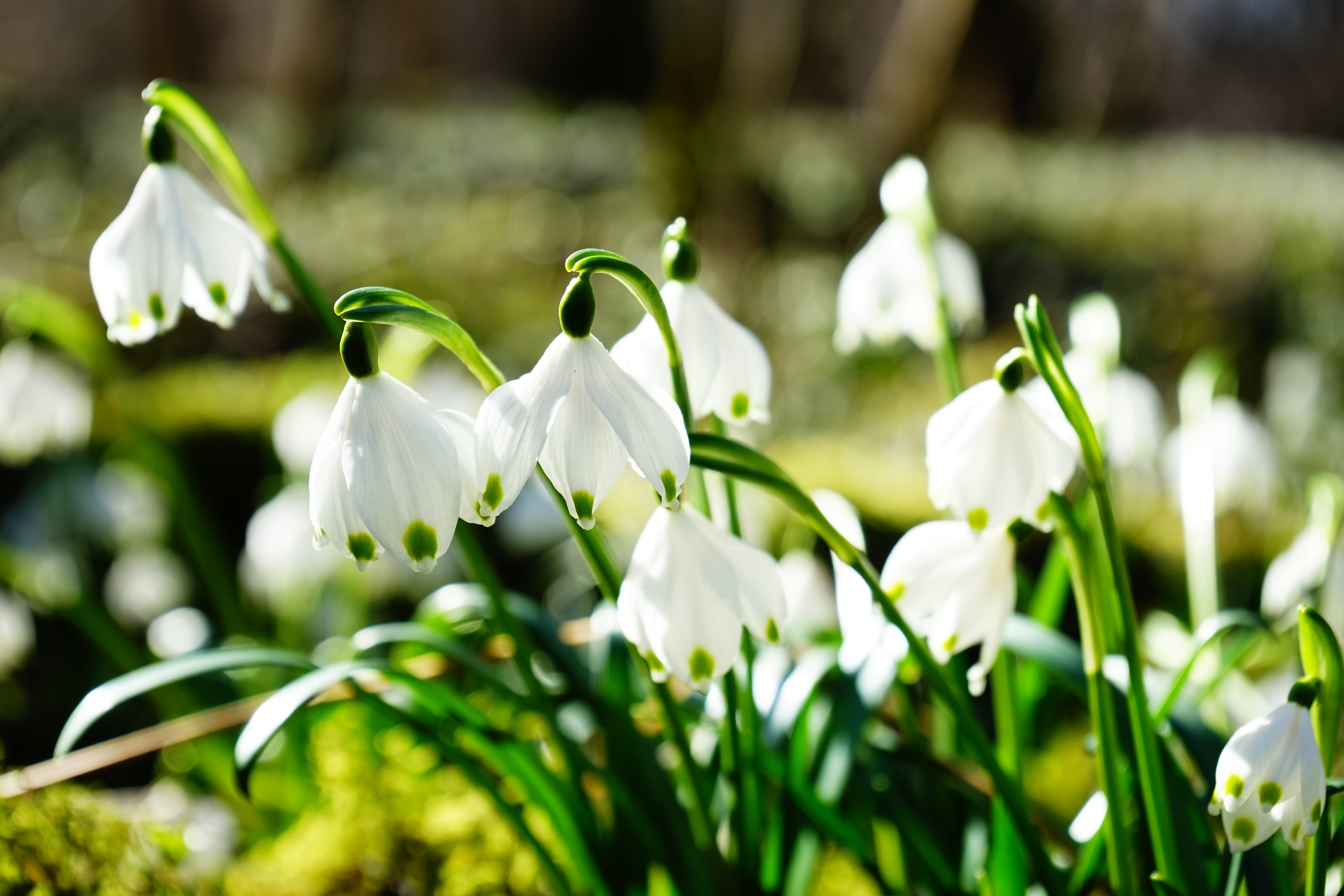 Laden Sie das Natur, Blumen, Schneeglöckchen, Blume, Weiße Blume, Erde/natur-Bild kostenlos auf Ihren PC-Desktop herunter