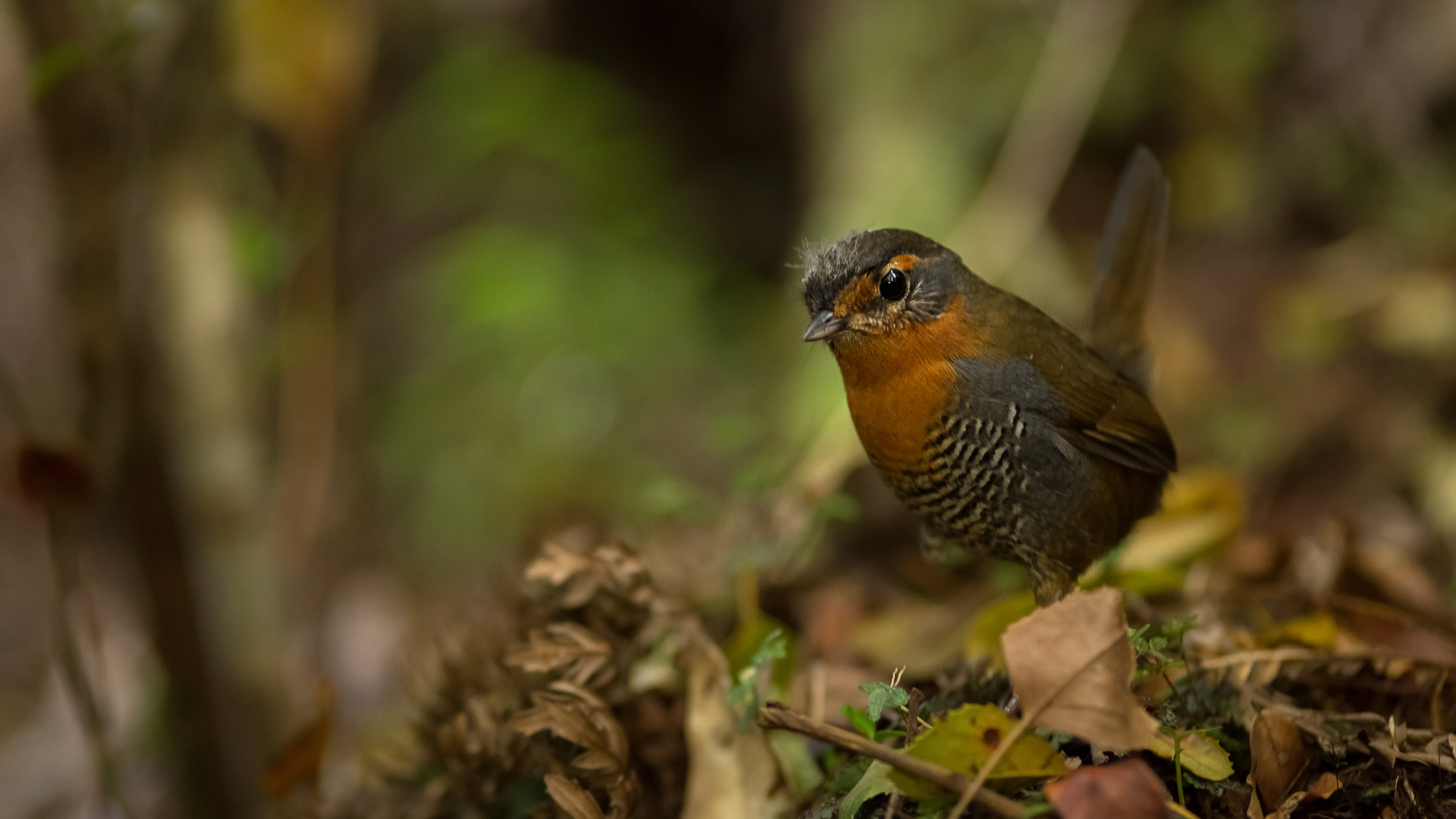 Descarga gratuita de fondo de pantalla para móvil de Animales, Aves, Ave, Difuminado.