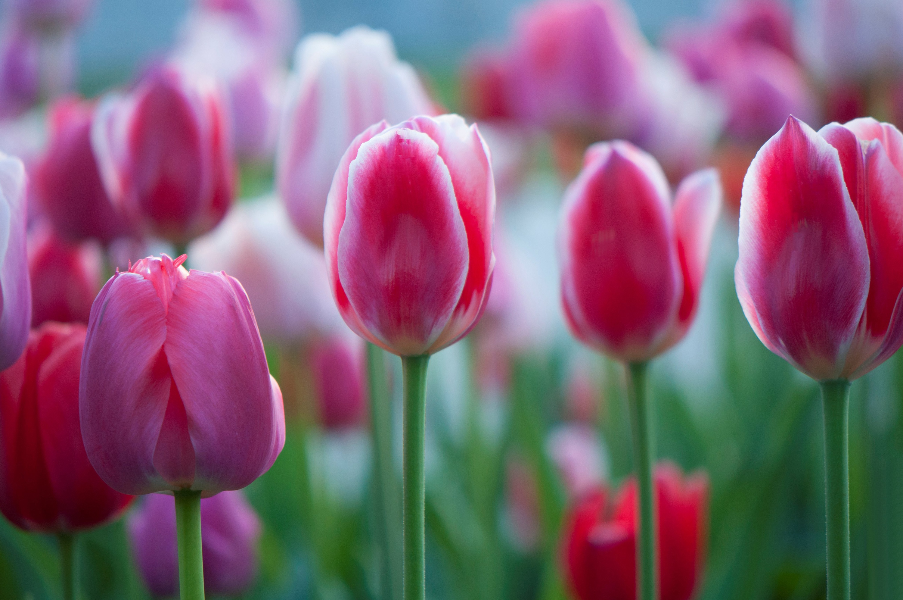 Téléchargez des papiers peints mobile Fleurs, Fleur, Macro, Tulipe, La Nature, Terre/nature, Fleur Rose gratuitement.