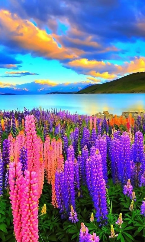 Download mobile wallpaper Nature, Sky, Pink, Mountain, Lake, Flower, Earth, Colors, Purple, Lupine for free.