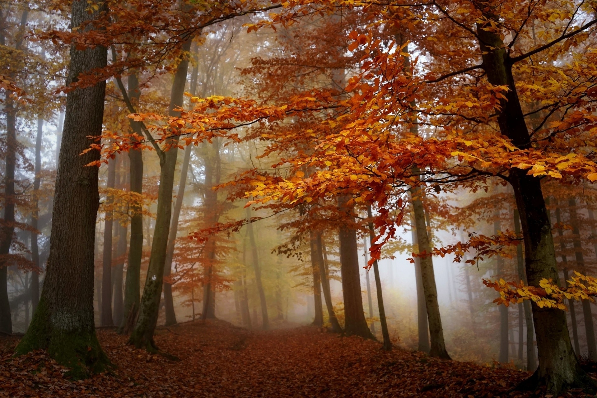 Free download wallpaper Nature, Forest, Tree, Fog, Fall, Earth on your PC desktop