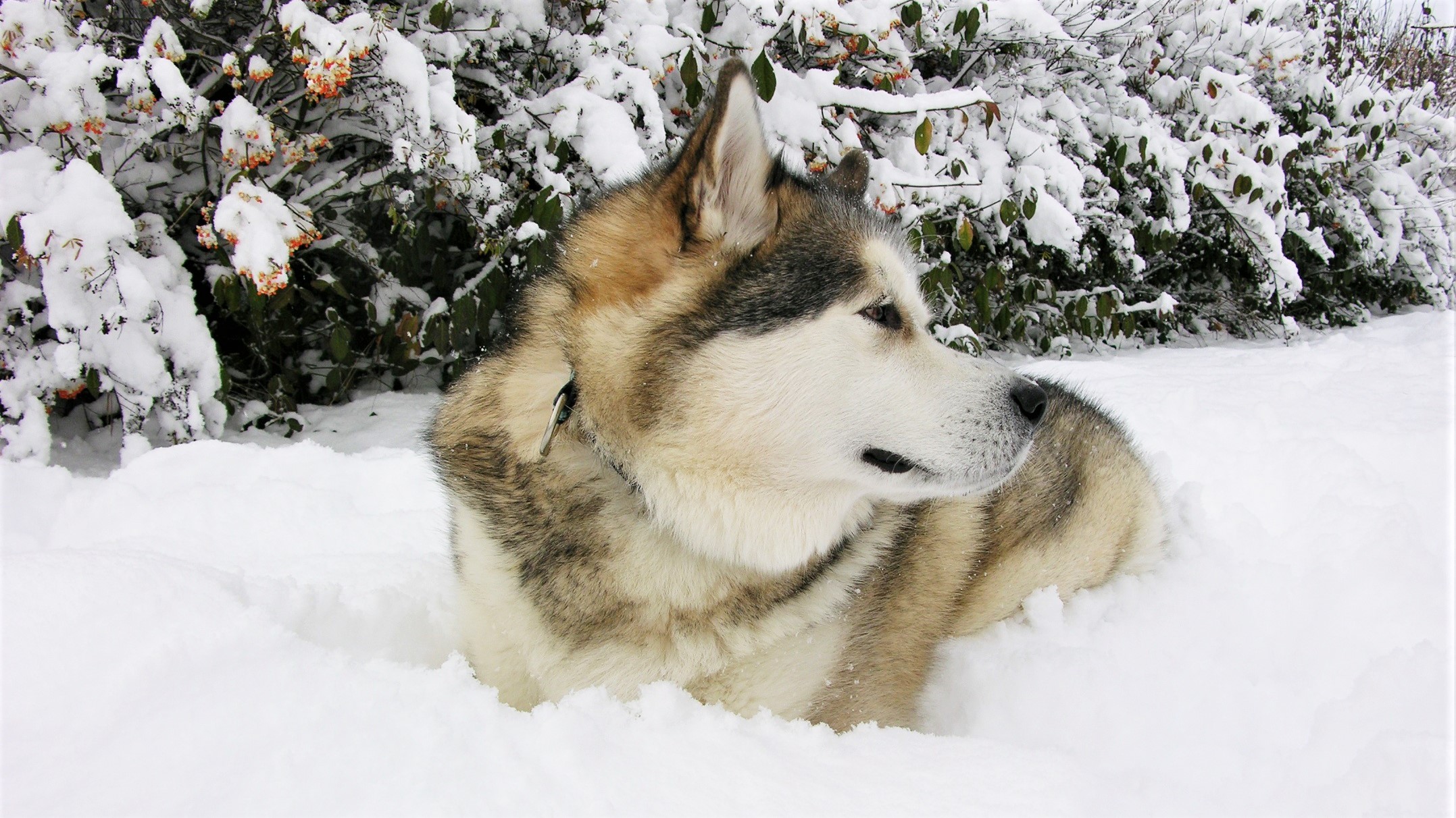 Download mobile wallpaper Winter, Dogs, Dog, Animal, Husky for free.