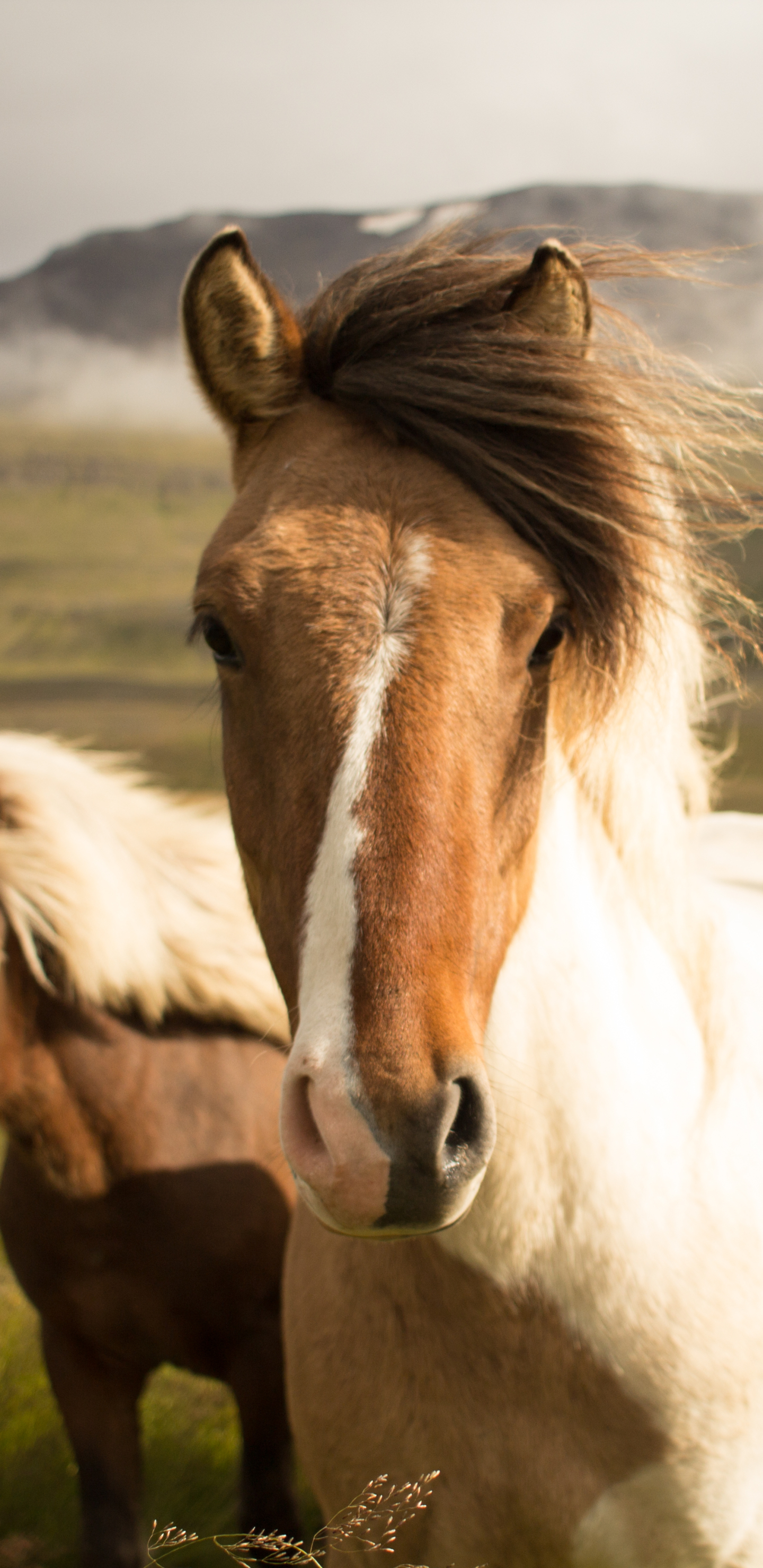 Download mobile wallpaper Animal, Horse, Stare for free.