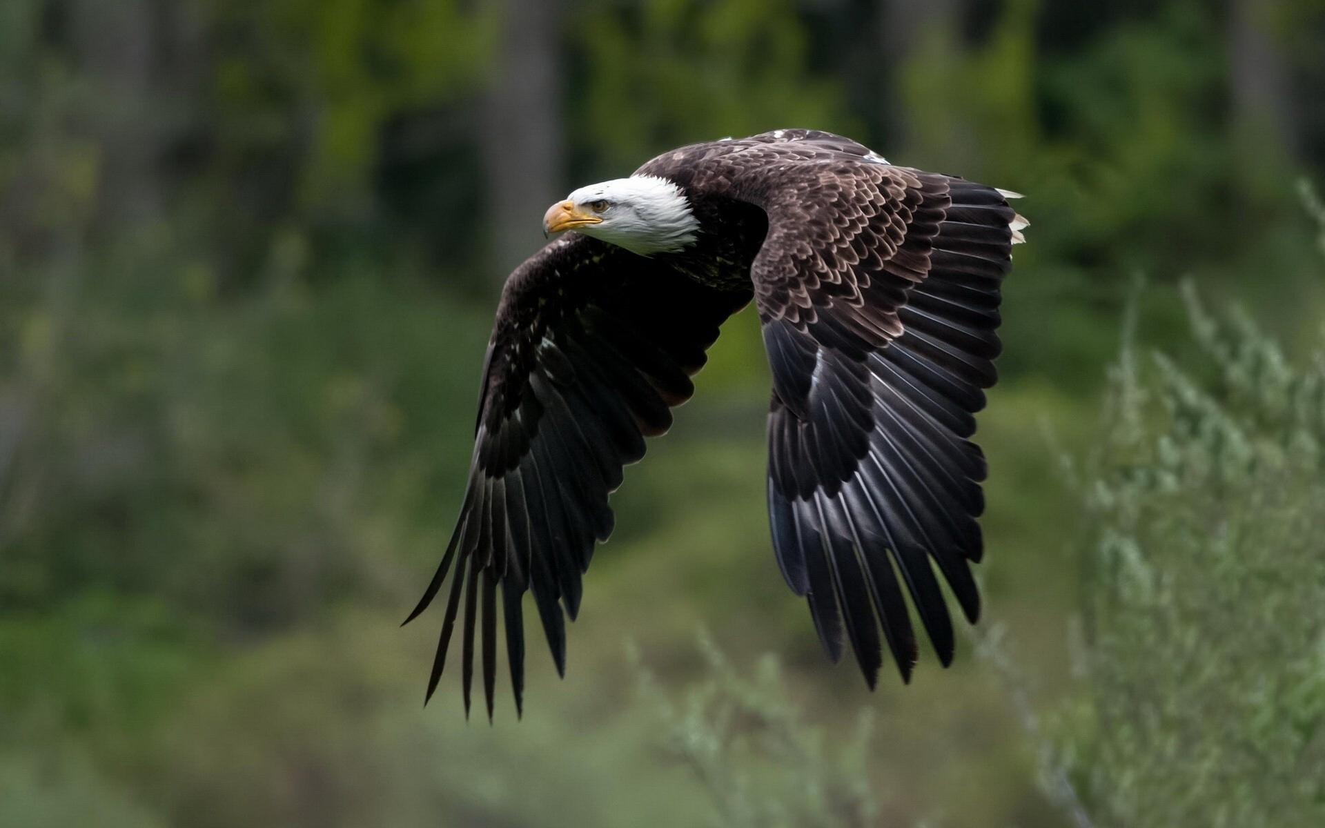 Free download wallpaper Birds, Animal, Bald Eagle on your PC desktop