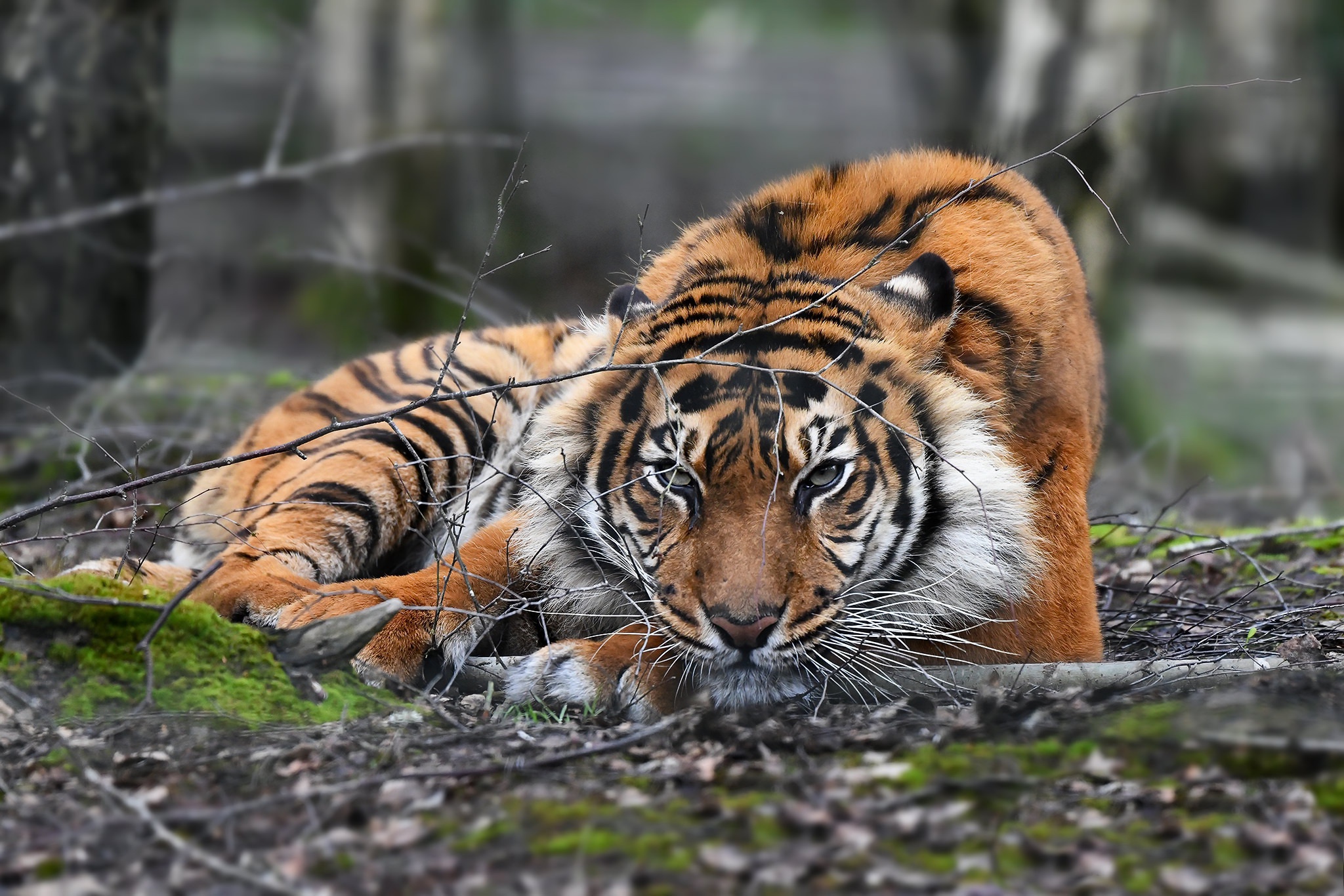 Descarga gratuita de fondo de pantalla para móvil de Gatos, Animales, Tigre.