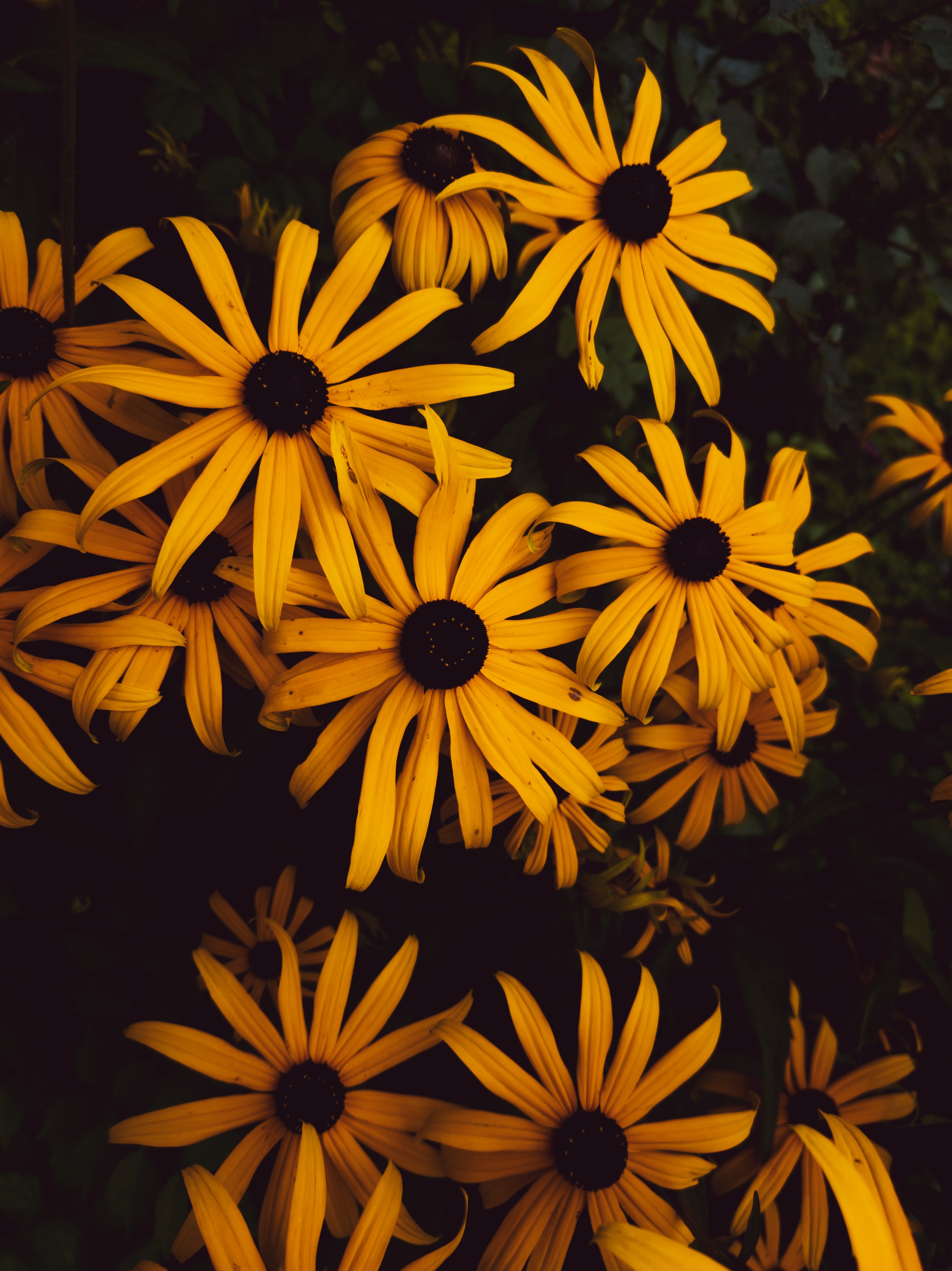 Free download wallpaper Petals, Flowering, Flowers, Bloom on your PC desktop