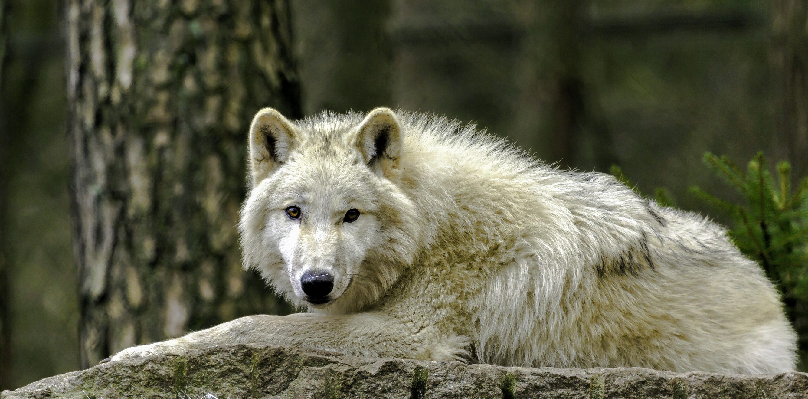 Download mobile wallpaper Wolf, Animal, Resting, White Wolf, Wolves for free.