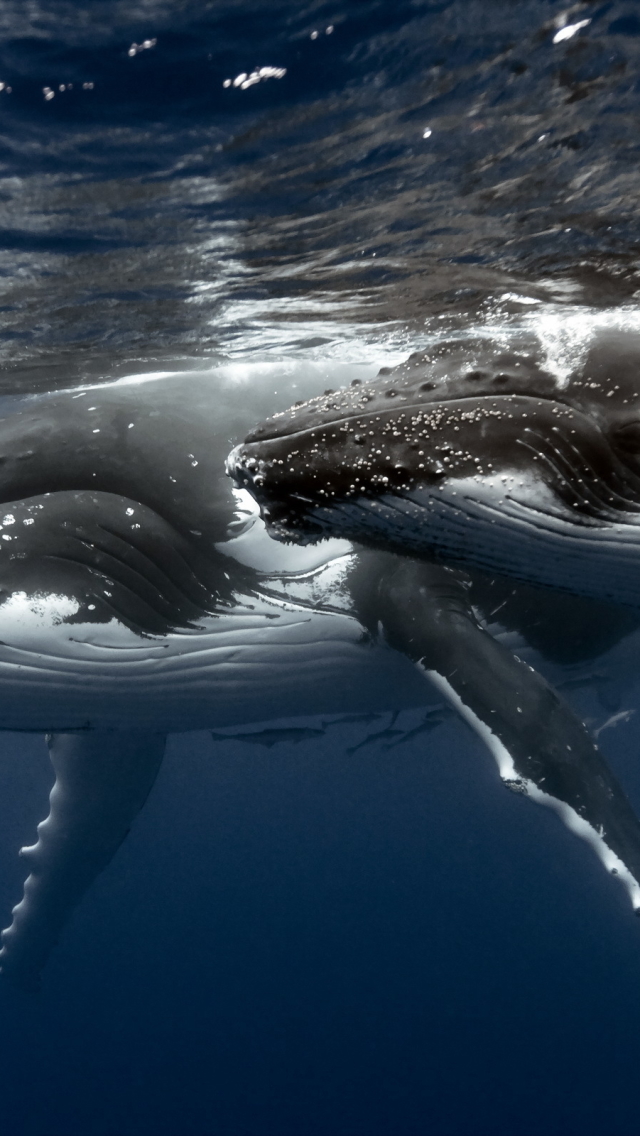 Téléchargez des papiers peints mobile Animaux, Baleine gratuitement.