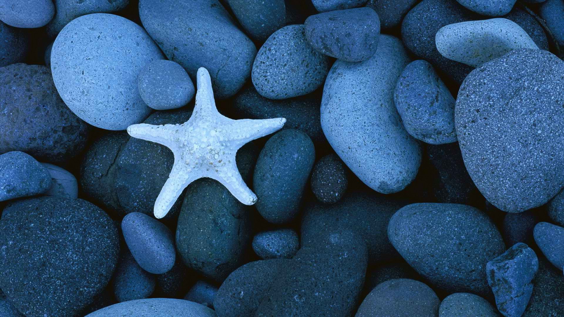 Free download wallpaper Starfish, Animal on your PC desktop