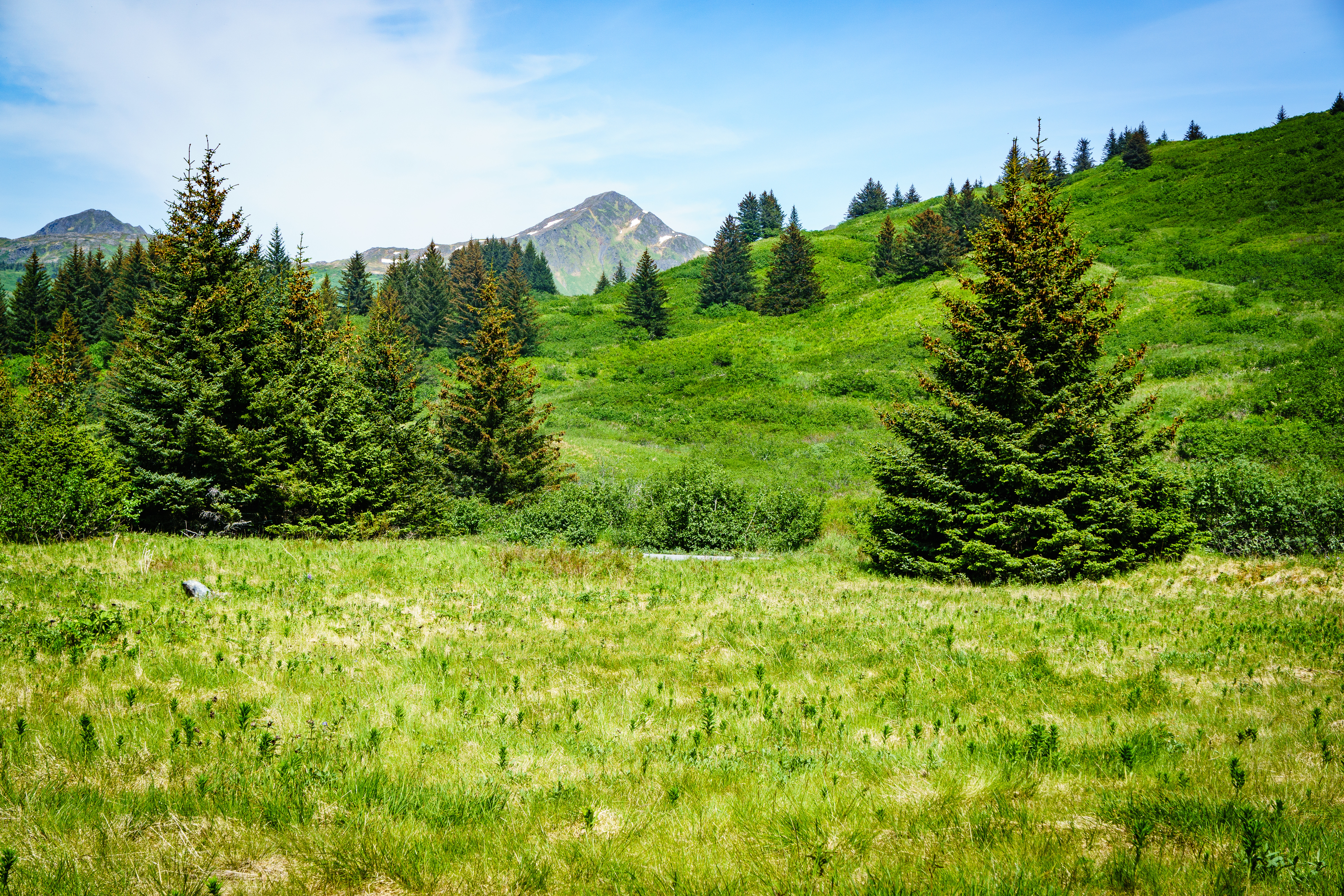 Download mobile wallpaper Trees, Top, Vertex, Mountain, Nature, Hills for free.
