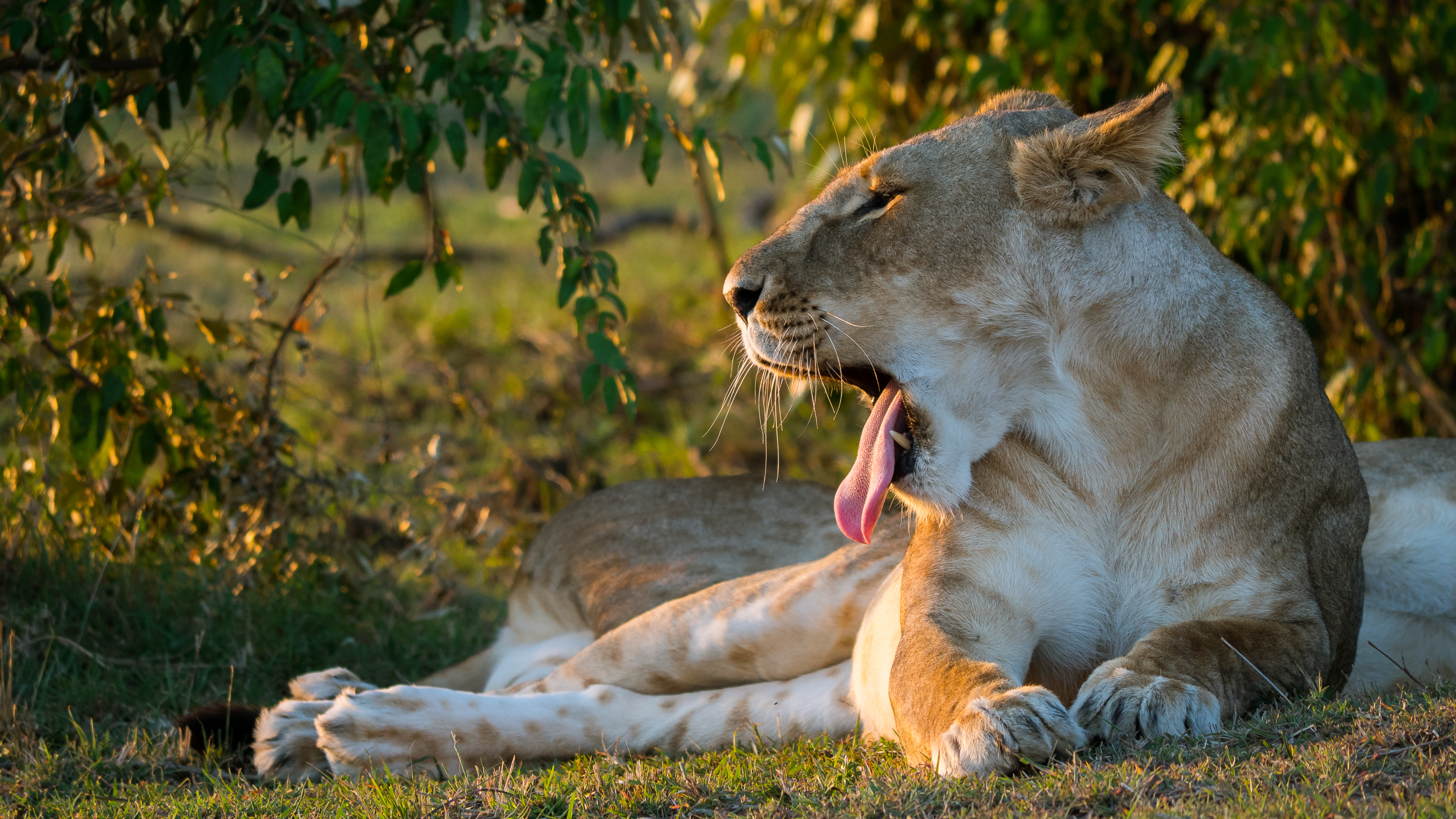 Free download wallpaper Muzzle, Lioness, To Fall, Mouth, Protruding Tongue, Tongue Stuck Out, Animals on your PC desktop