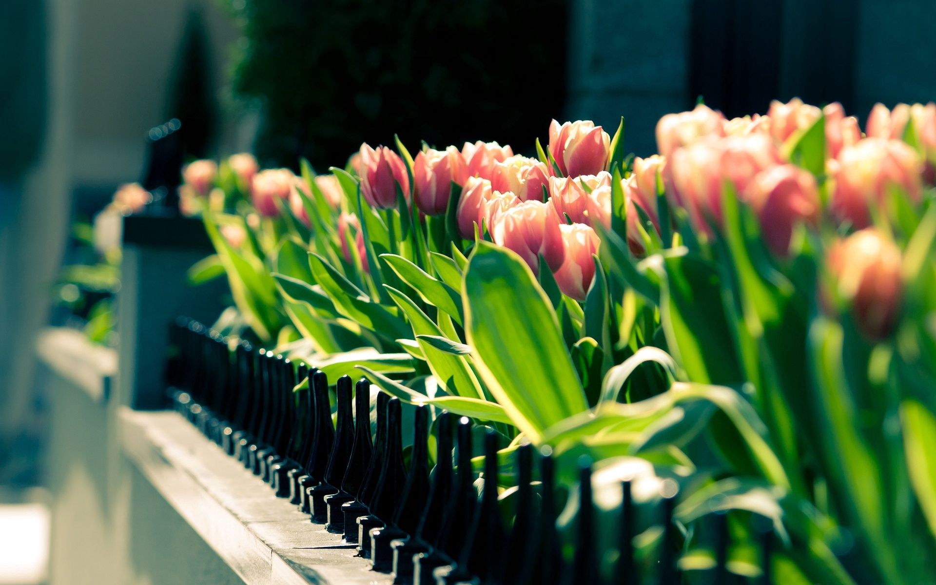 105124 скачать обои цветы, тюльпаны, клумба, ограда, весна, солнечно - заставки и картинки бесплатно