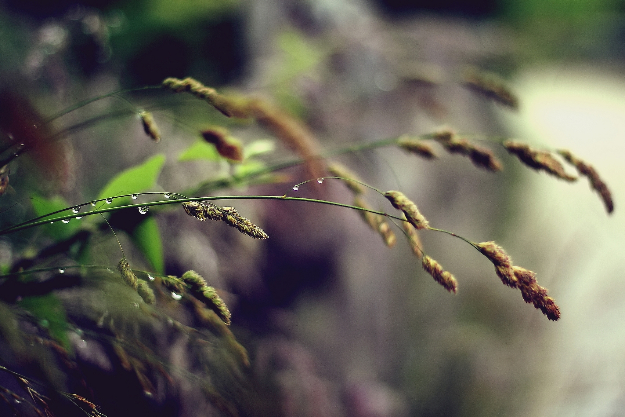 stalk, grass, plant, macro, stem Full HD