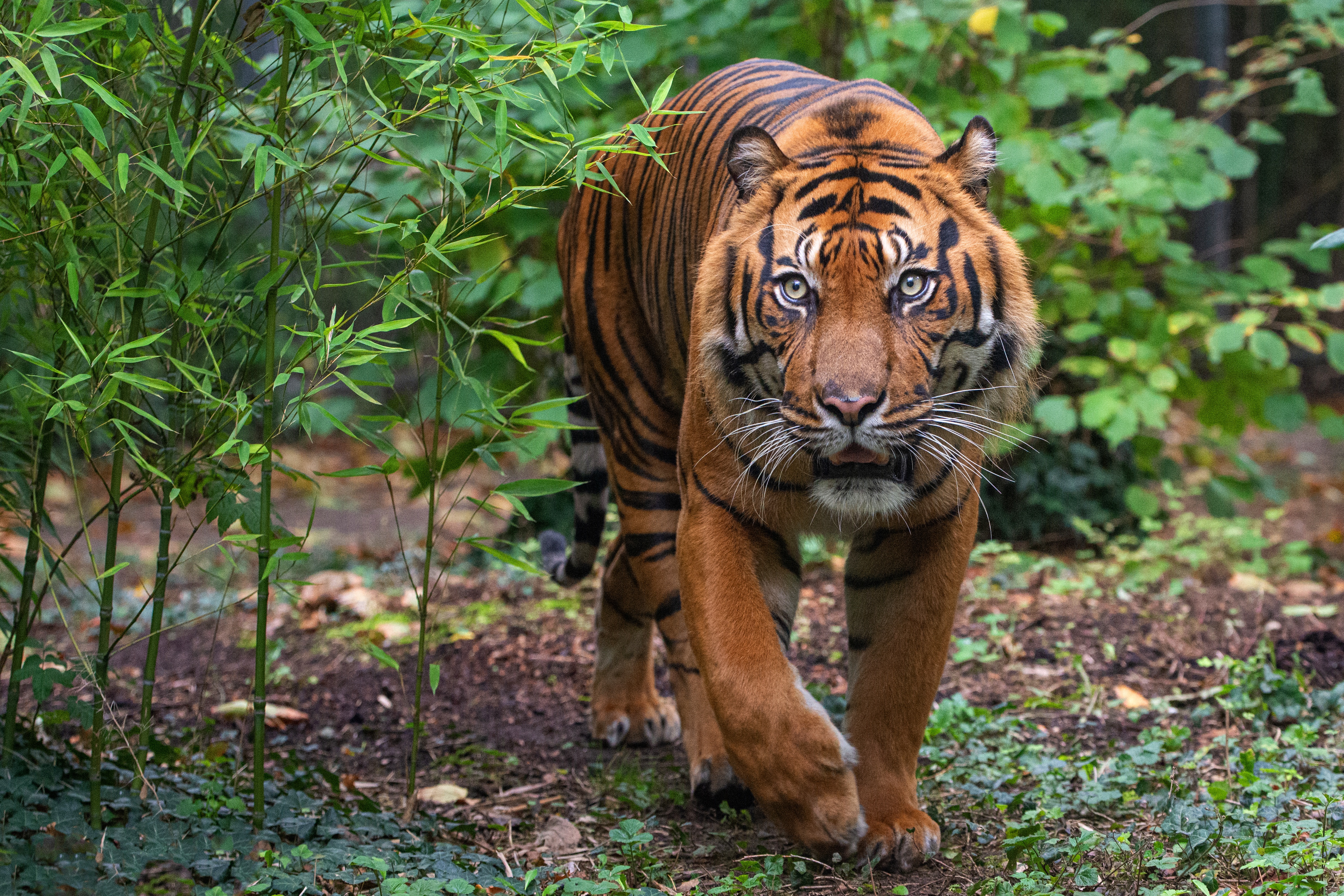 Téléchargez des papiers peints mobile Animaux, Chats, Tigre gratuitement.