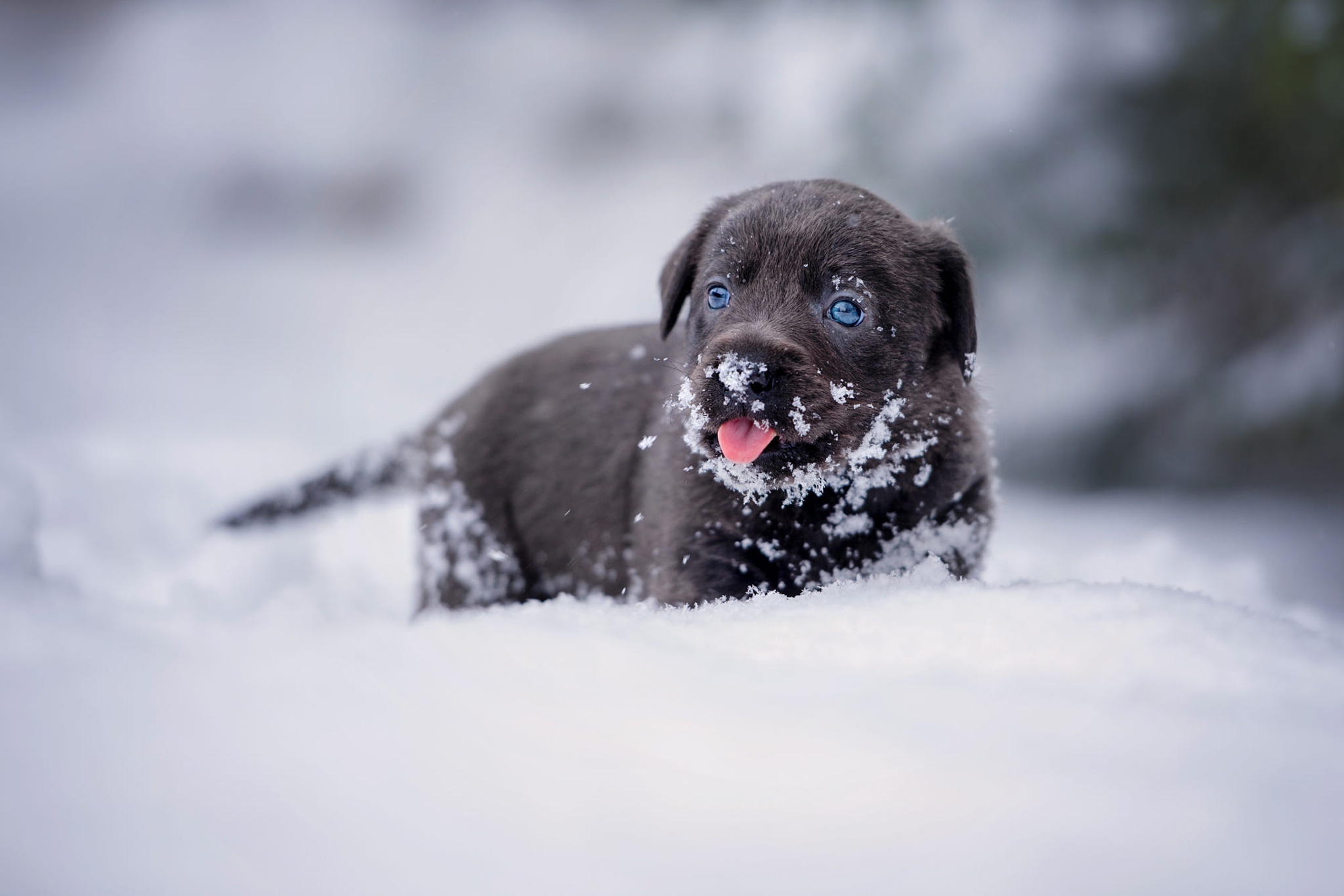 Free download wallpaper Winter, Dogs, Snow, Dog, Animal, Puppy, Baby Animal on your PC desktop