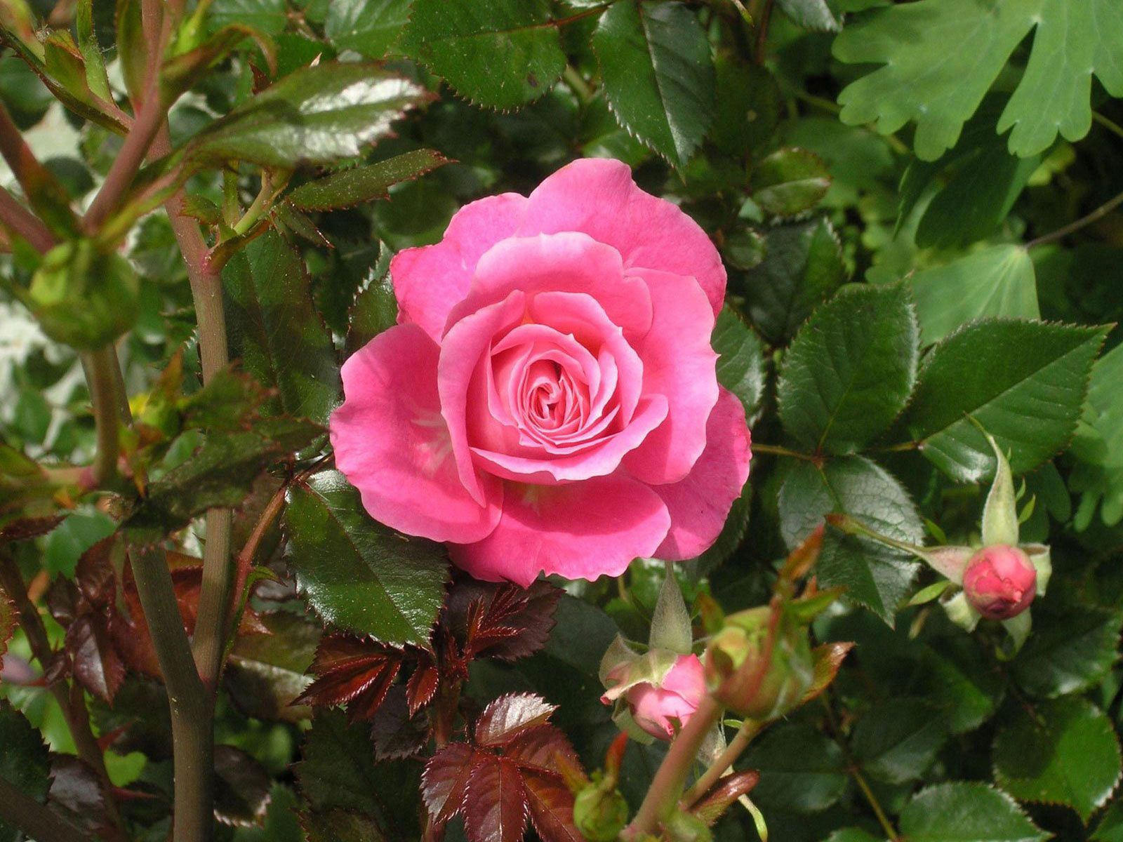 Téléchargez des papiers peints mobile Feuilles, Fleur, Buisson, Bourgeons, Fleurs, Une Rose, Jardin, Rose gratuitement.