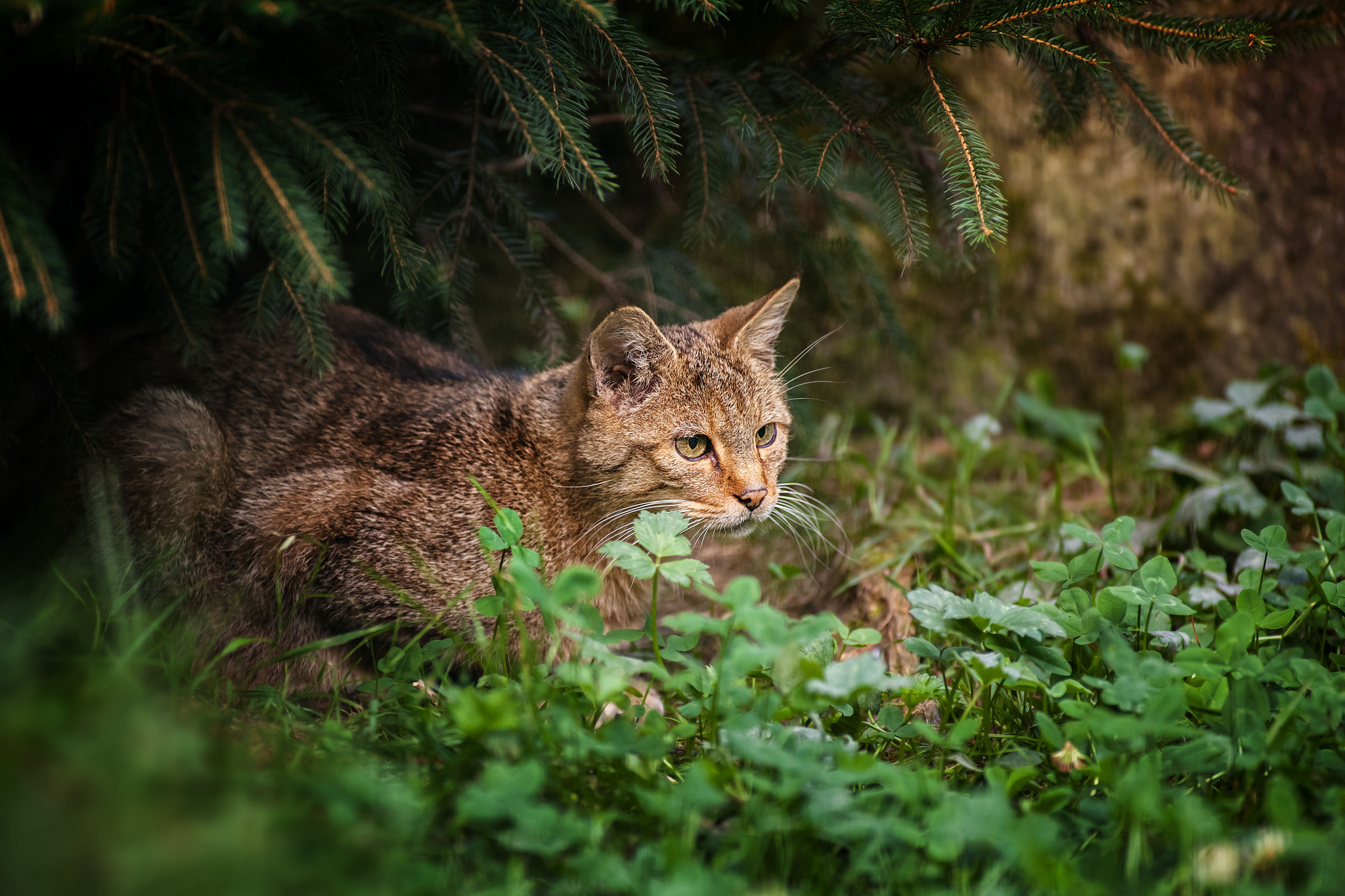 PCデスクトップに動物, ネコ, 猫画像を無料でダウンロード