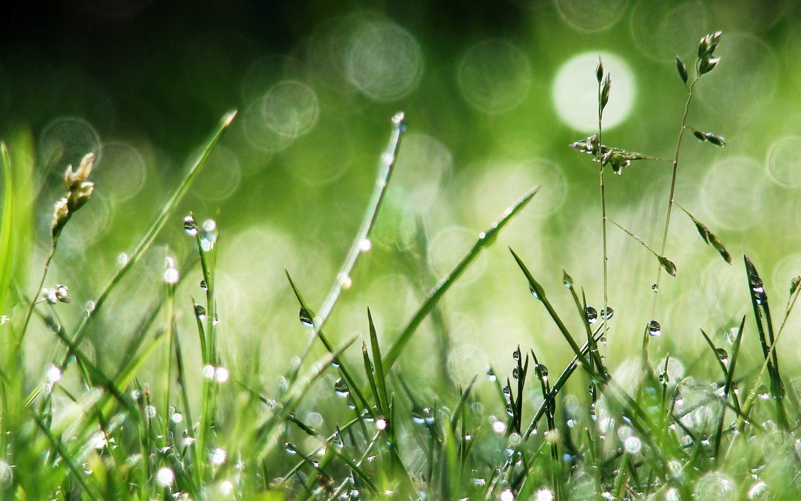 Free download wallpaper Grass, Drops, Plants on your PC desktop