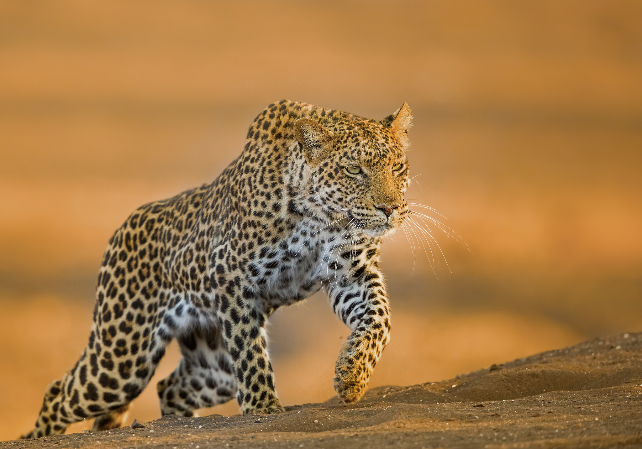 Descarga gratuita de fondo de pantalla para móvil de Animales, Gatos, Leopardo.