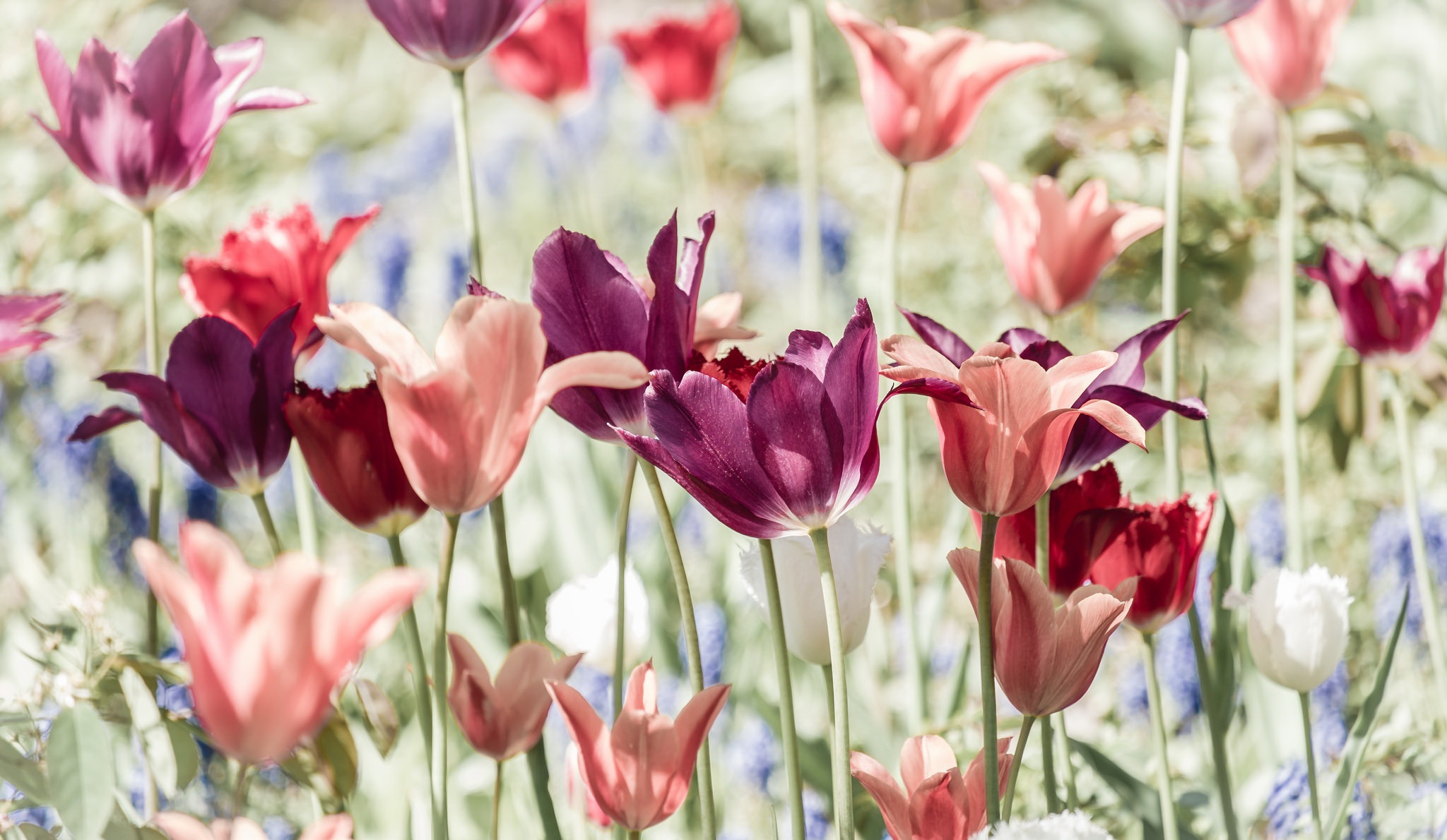 PCデスクトップに自然, フラワーズ, チューリップ, 花, 地球, ピンクの花, 紫色の花画像を無料でダウンロード