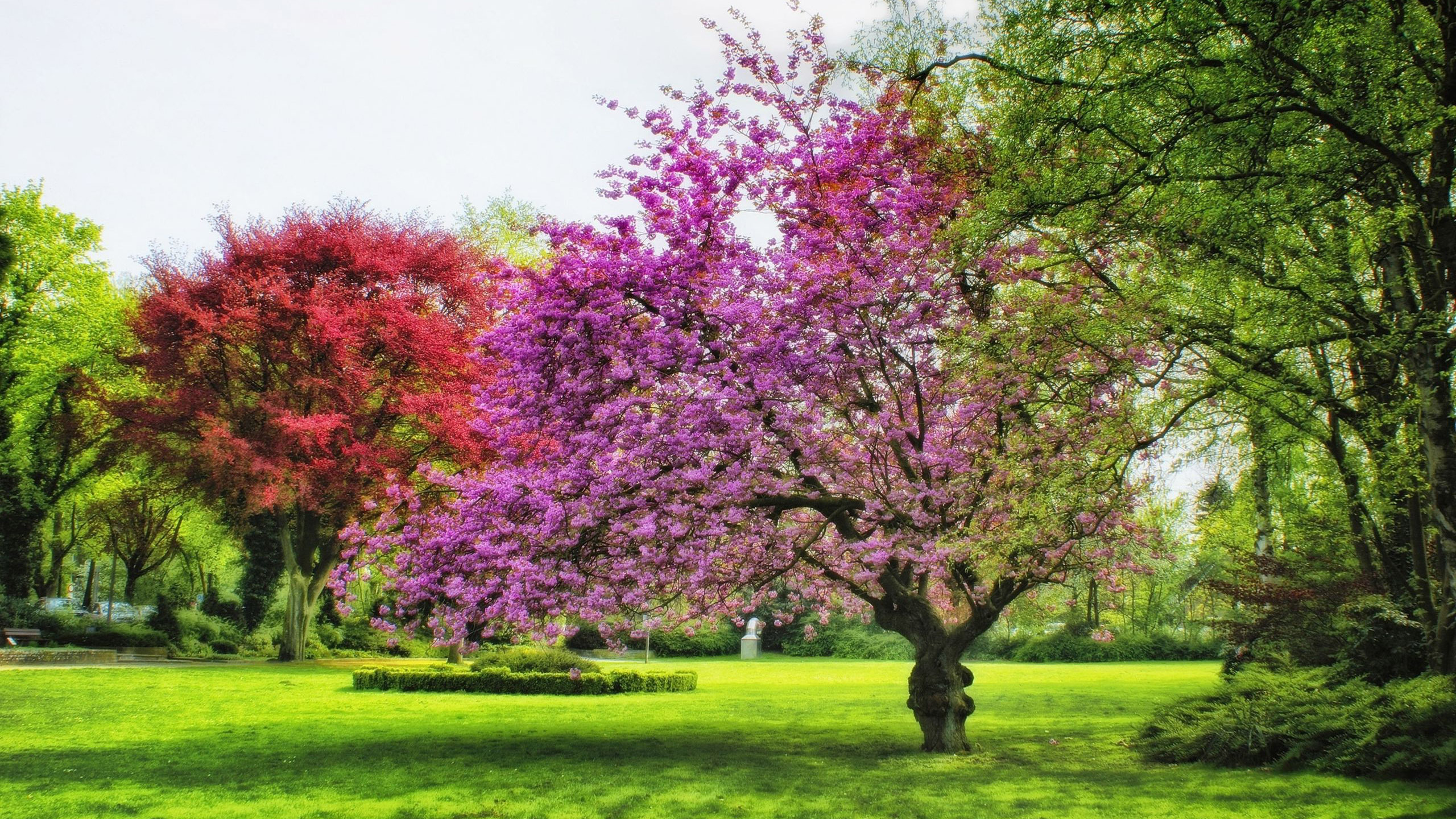 Handy-Wallpaper Park, Baum, Farben, Frühling, Blüte, Fotografie kostenlos herunterladen.