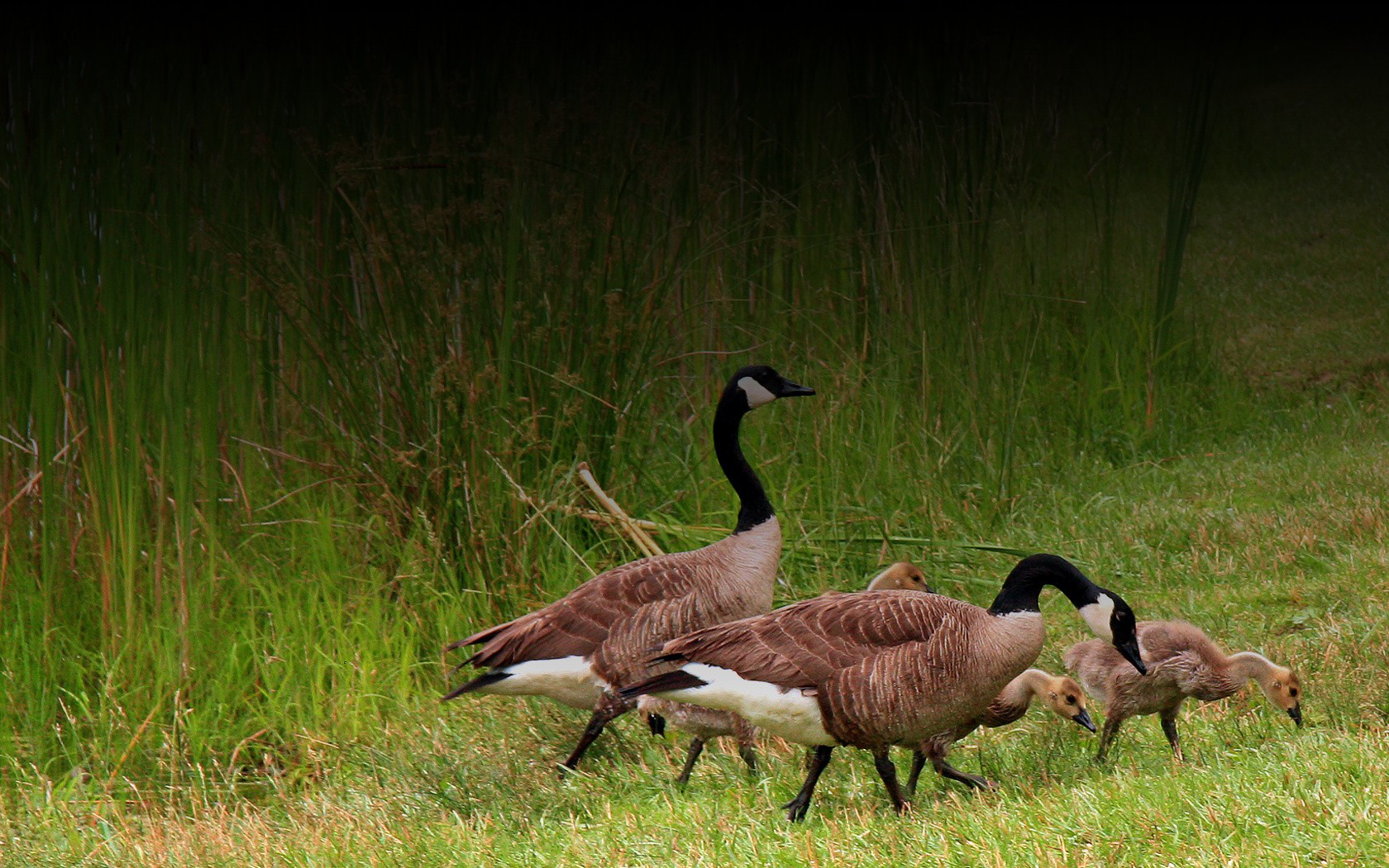 Descarga gratuita de fondo de pantalla para móvil de Animales, Aves, Ave.