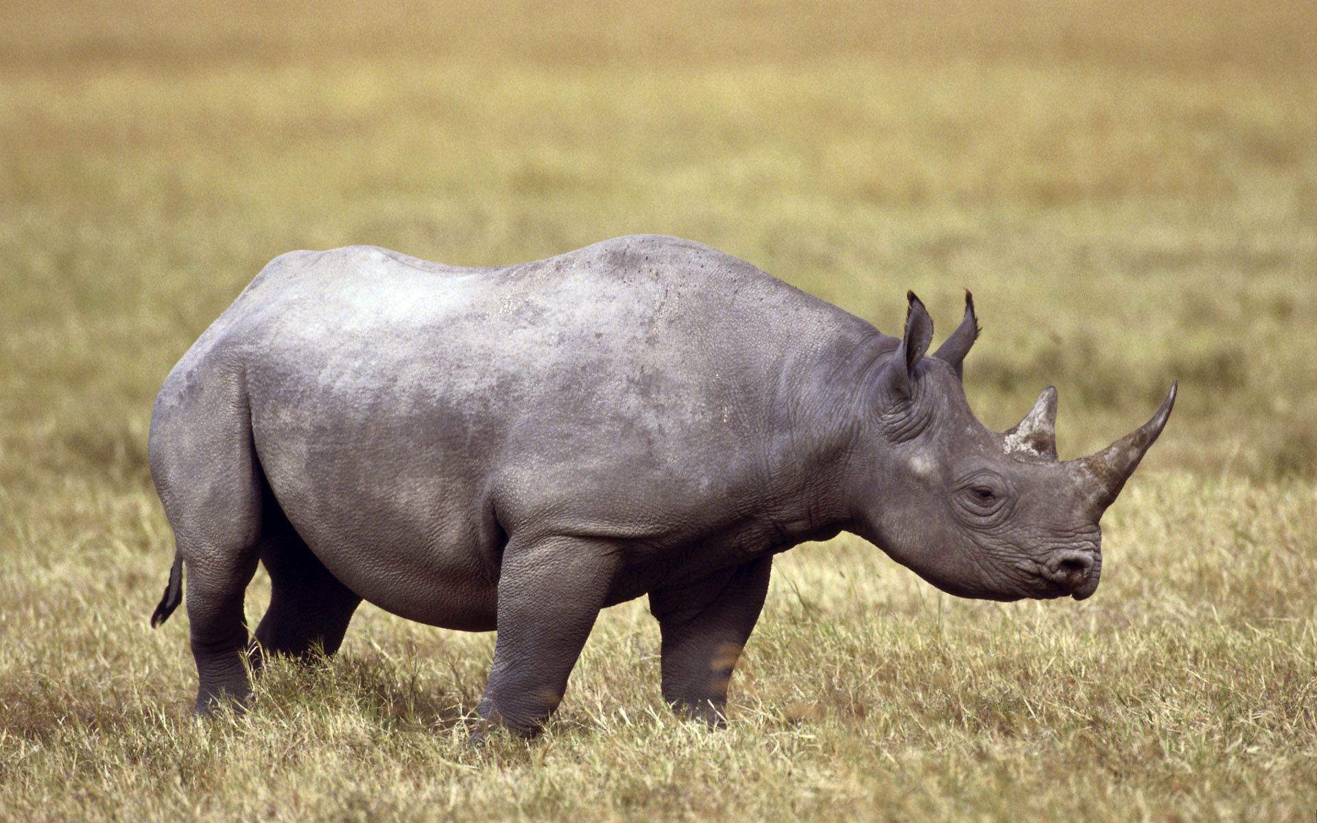 104743 Bild herunterladen tiere, grass, feld, nashorn, rhinoceros, horn - Hintergrundbilder und Bildschirmschoner kostenlos